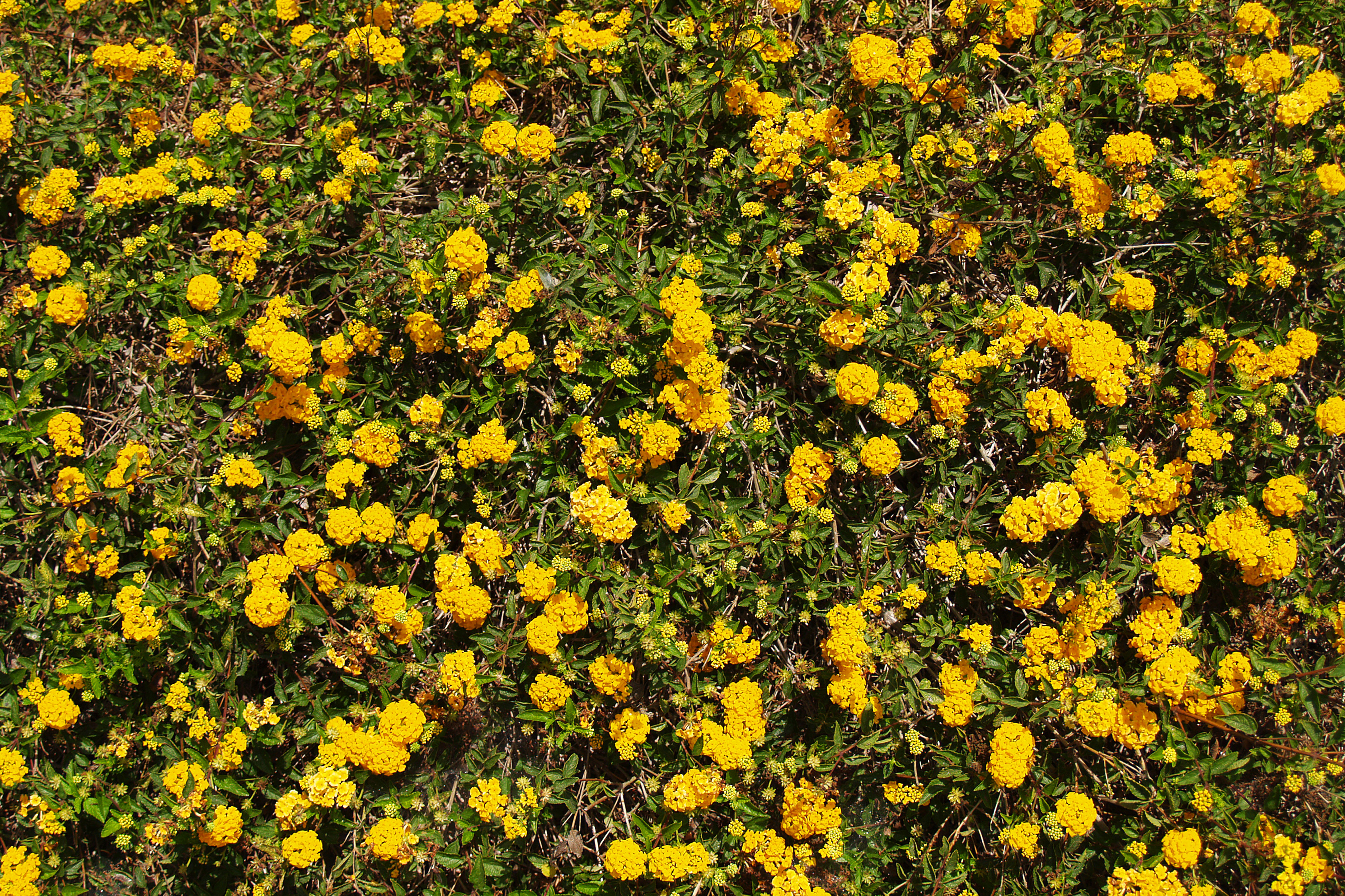 TEXTURE JUNKY » Yellow Flower Bush