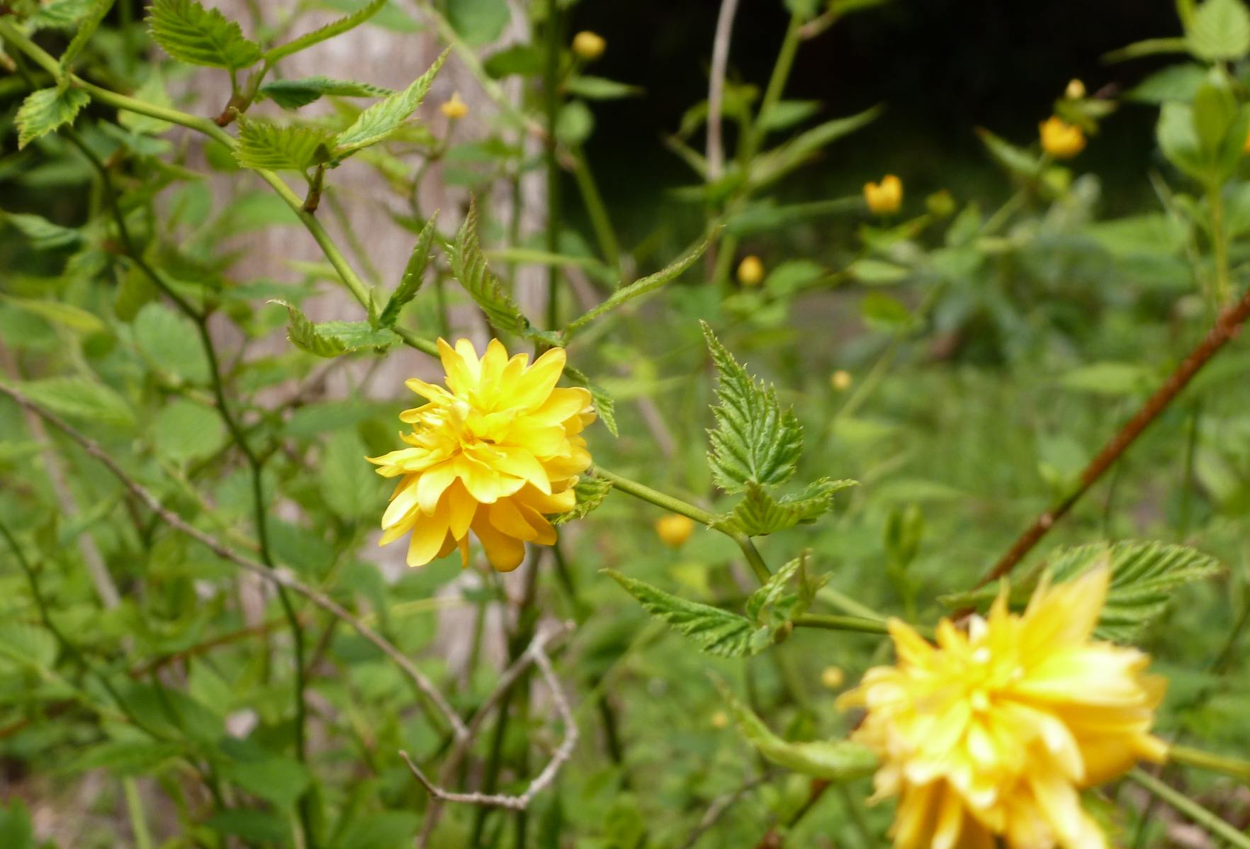 Yellow flowers photo