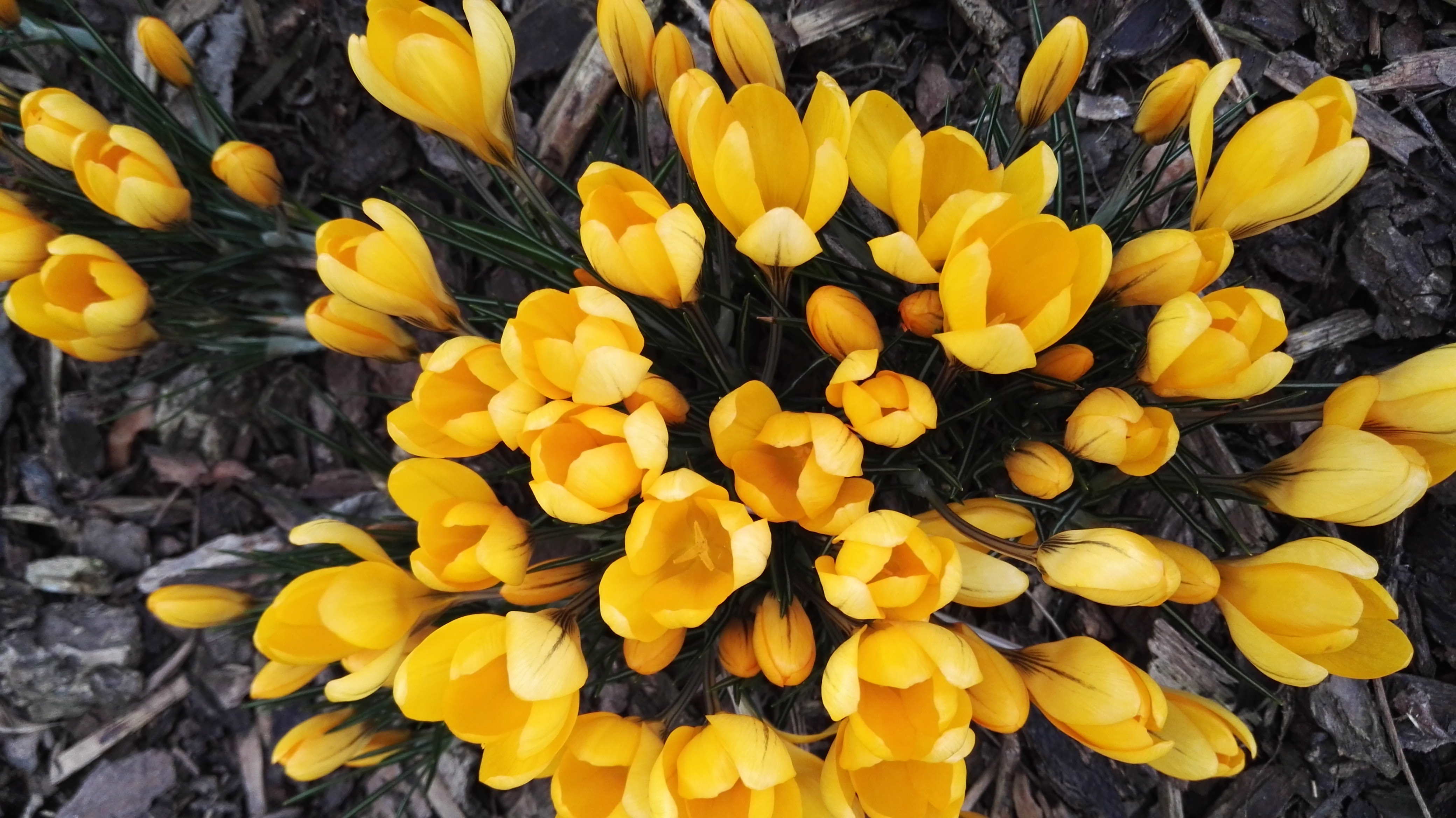 Yellow Flowers grouped together image - Free stock photo - Public ...