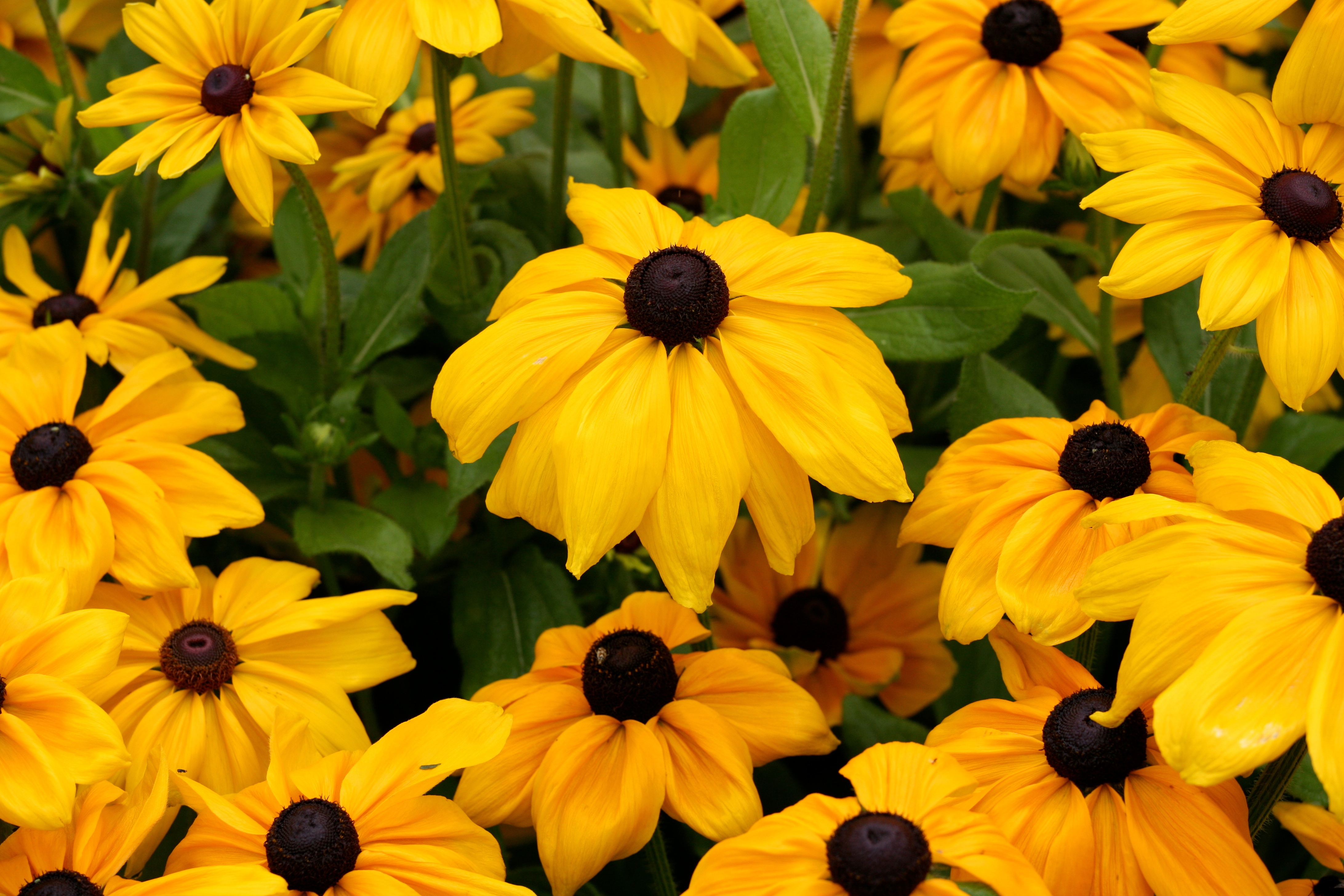 File:Yellow Flowers (5982179610).jpg - Wikimedia Commons