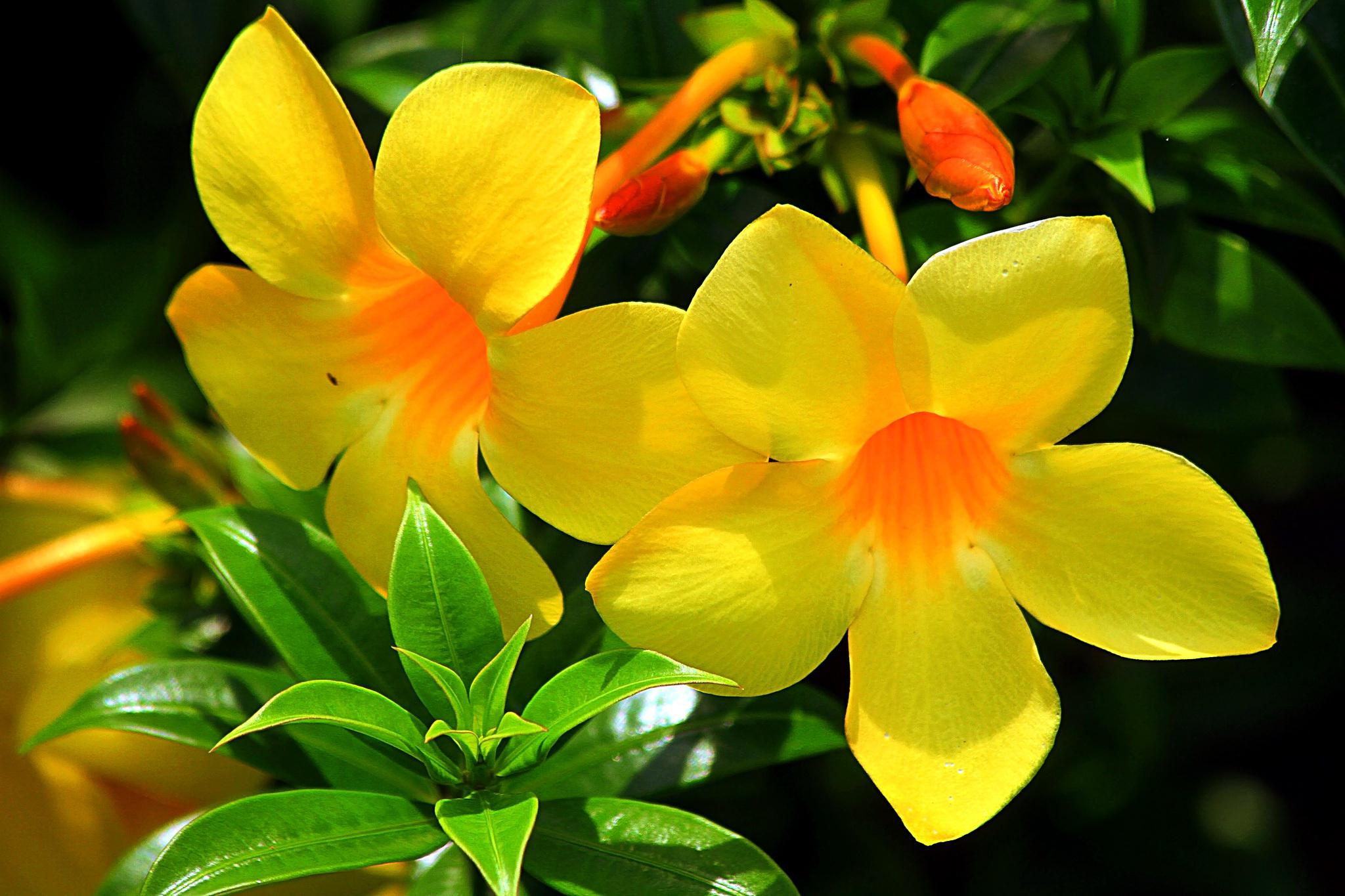 Widescreen Wallpapers: Yellow Flowers, – free download
