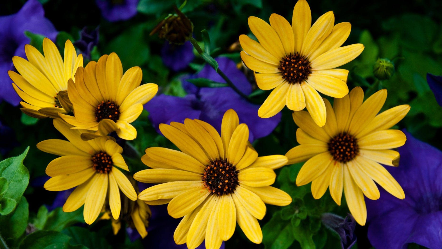 Yellow Flowers Google Covers - Google Plus Covers Photos
