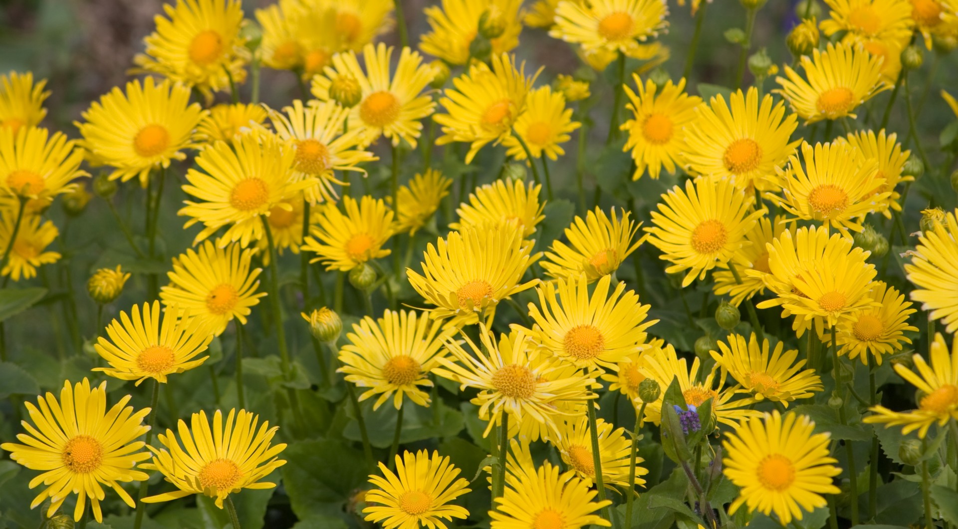 Yellow Flowers Background Free Stock Photo - Public Domain Pictures