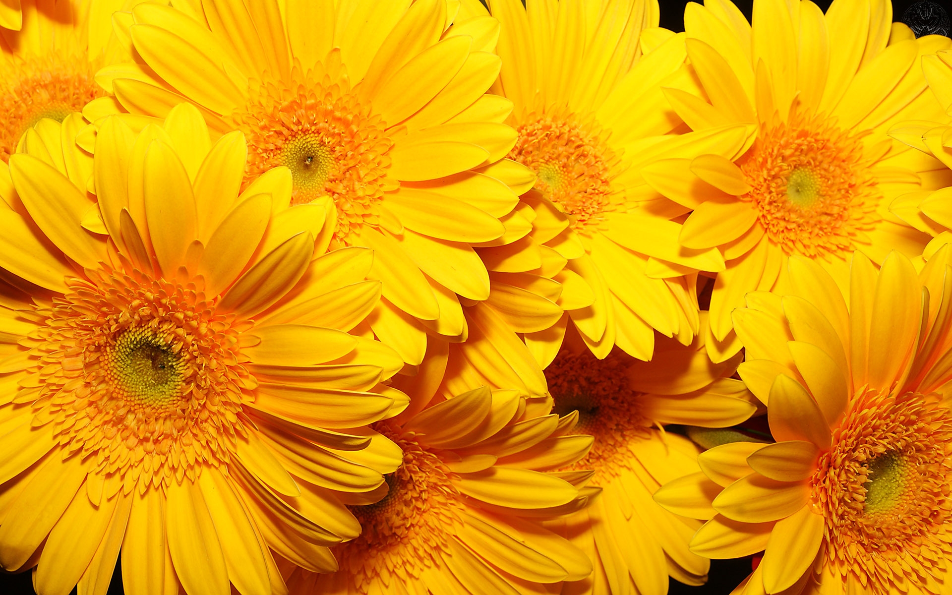 Wallpapers-Yellow-Flowers-Gallery-(69-Plus)-PIC-WPW307272 ...
