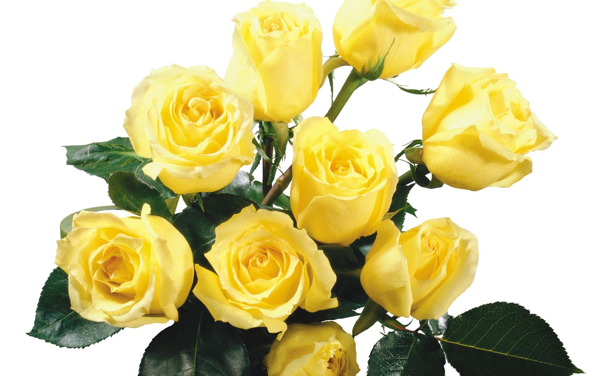 Download Wallpaper Yellow Flowers 1920x1200 Yellow Rose Free ...