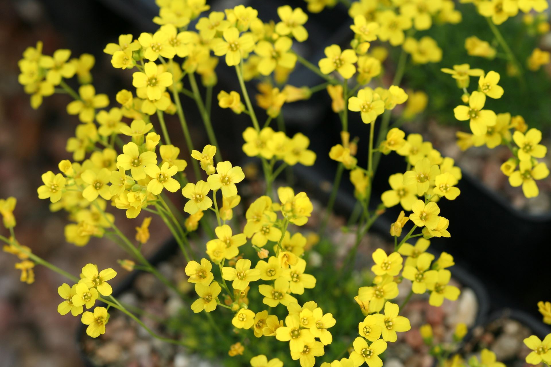 Durango Botanical Society - Yellow Stardust Petite