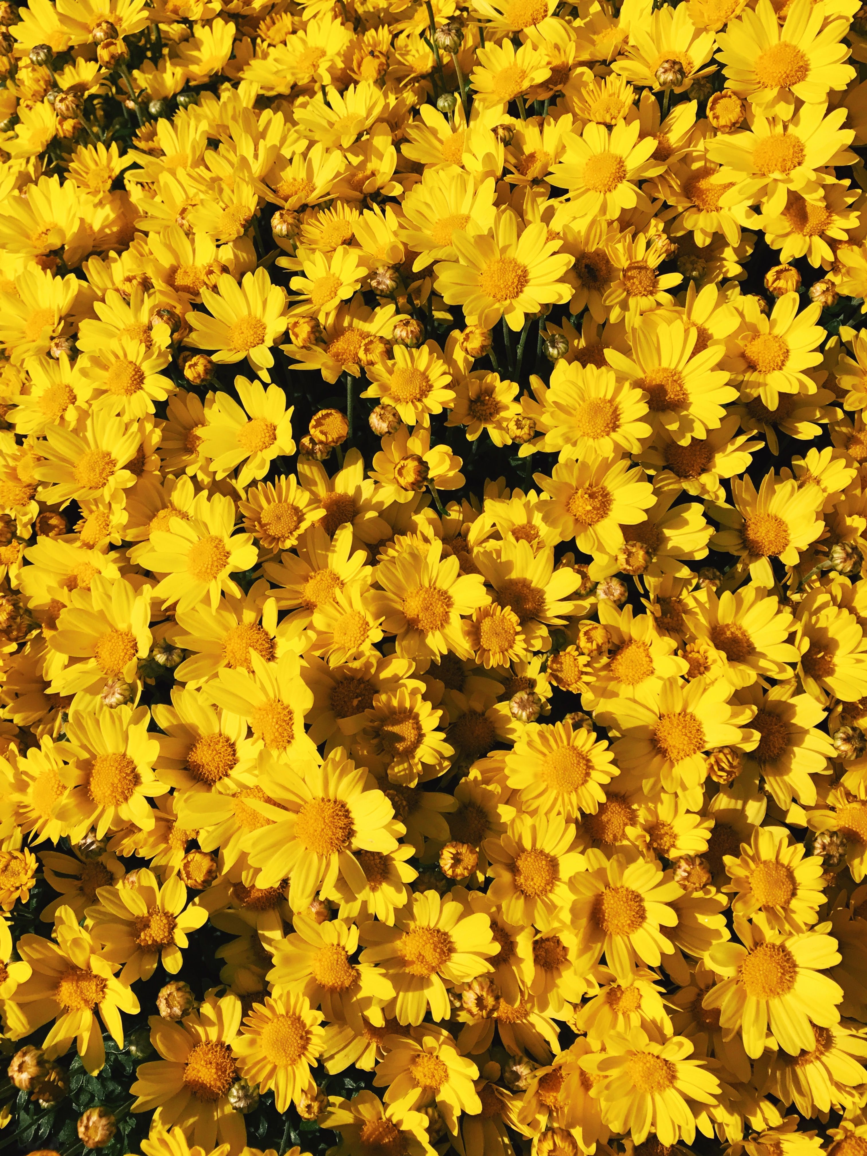 Yellow flowers photo