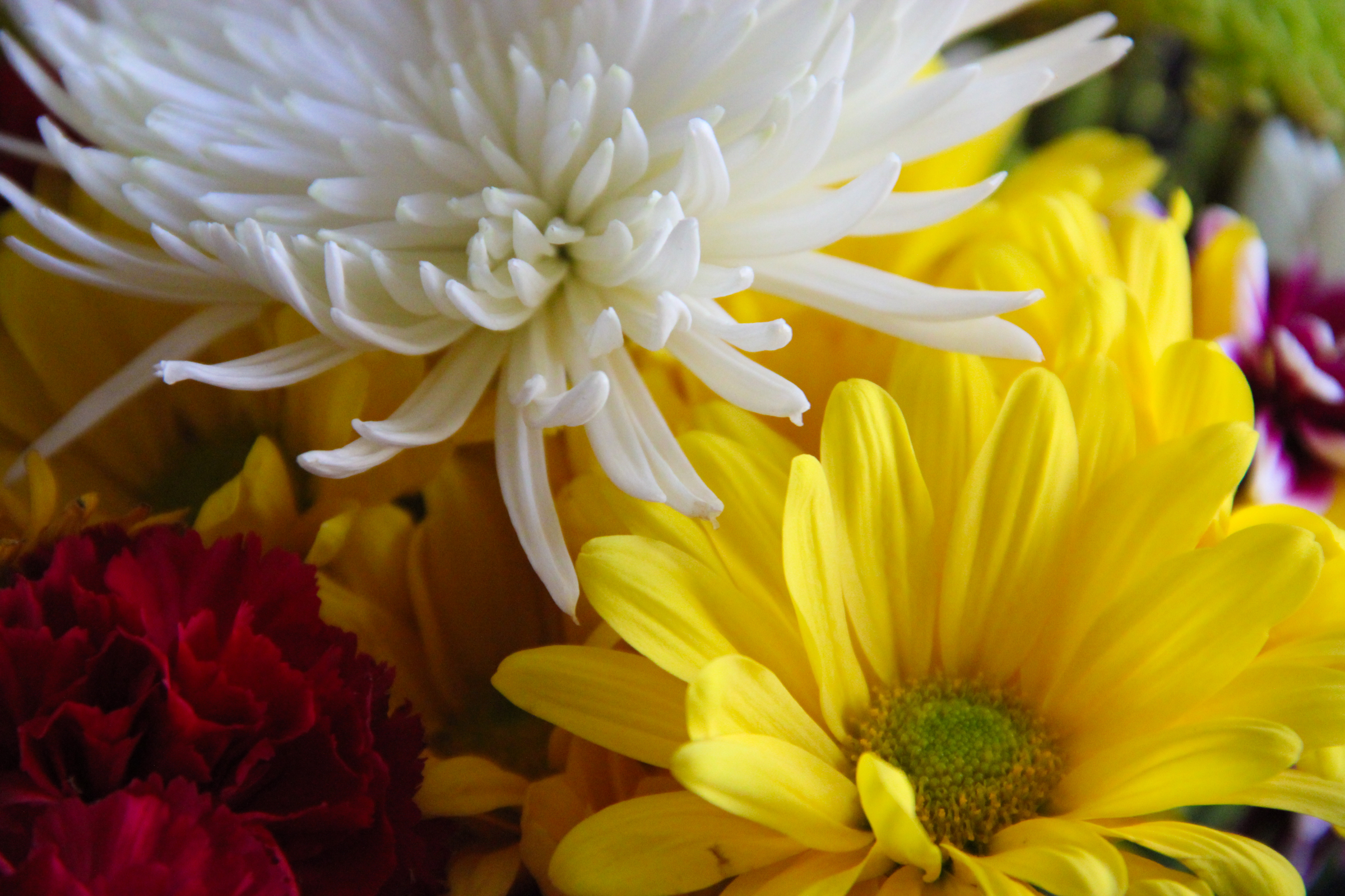 Free Stock Photo of White & Yellow Flowers in Arrangement