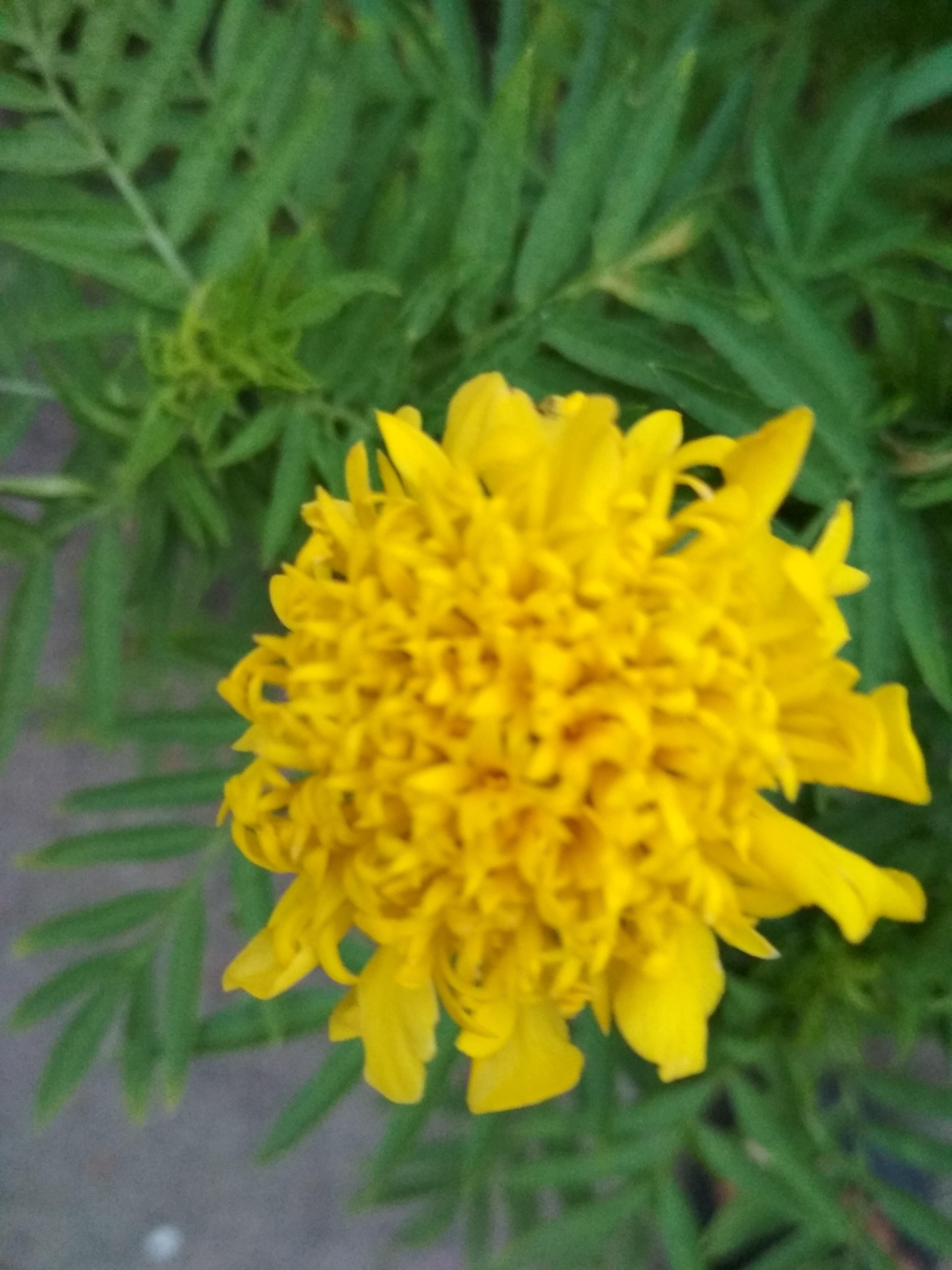 Beautiful yellow flowers — Steemit