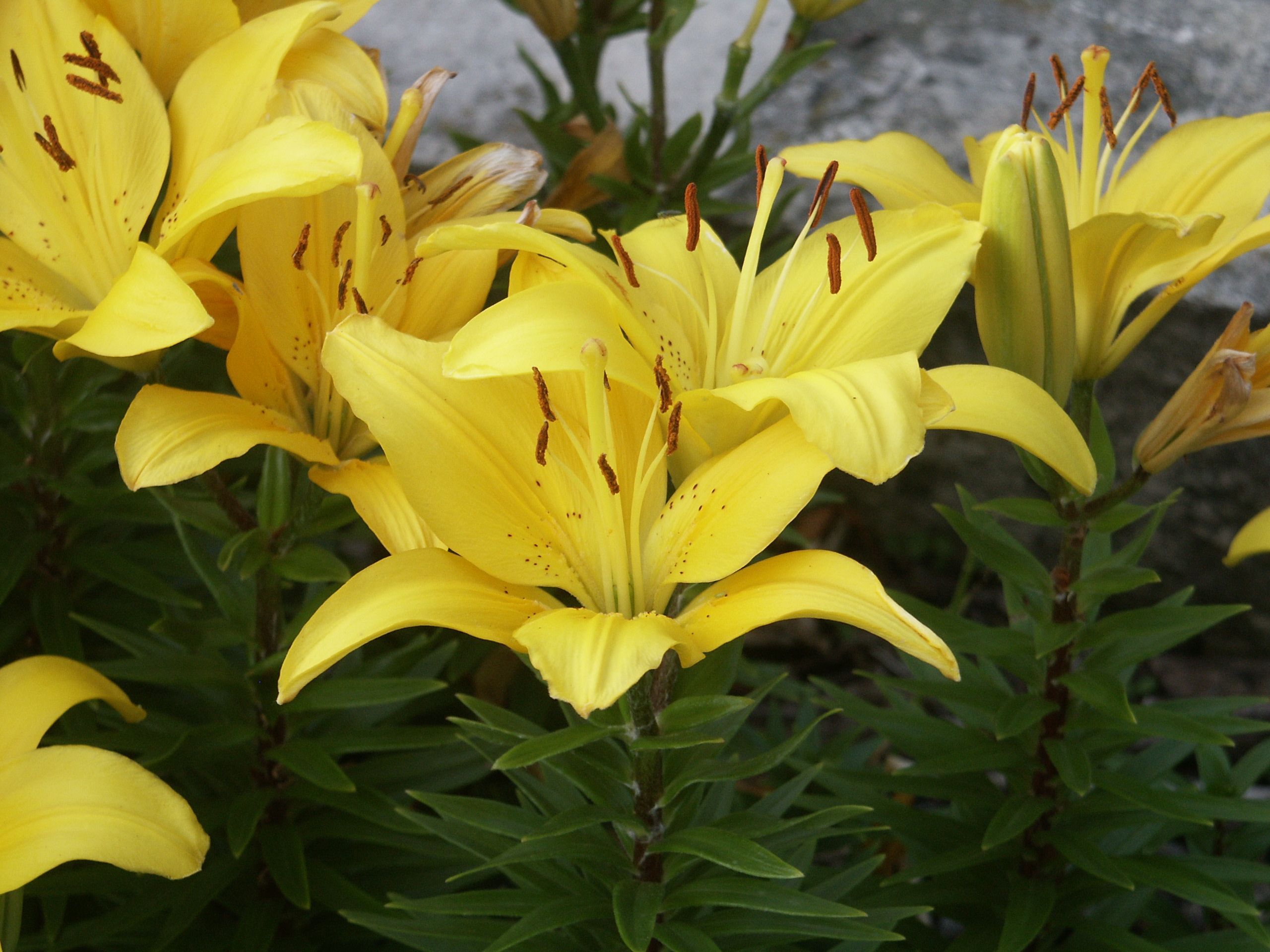 Free picture: big, yellow flowers