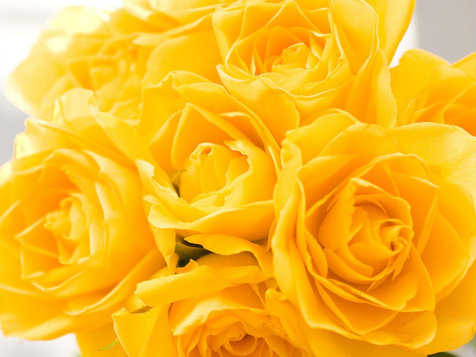 Wallpapers-Yellow-Flowers-Gallery-(69-Plus)-PIC-WPW307252 ...