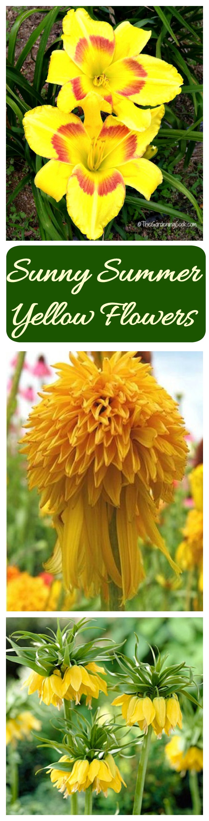 Yellow Flowers Bring a Blast of Sunshine to the Summer Garden
