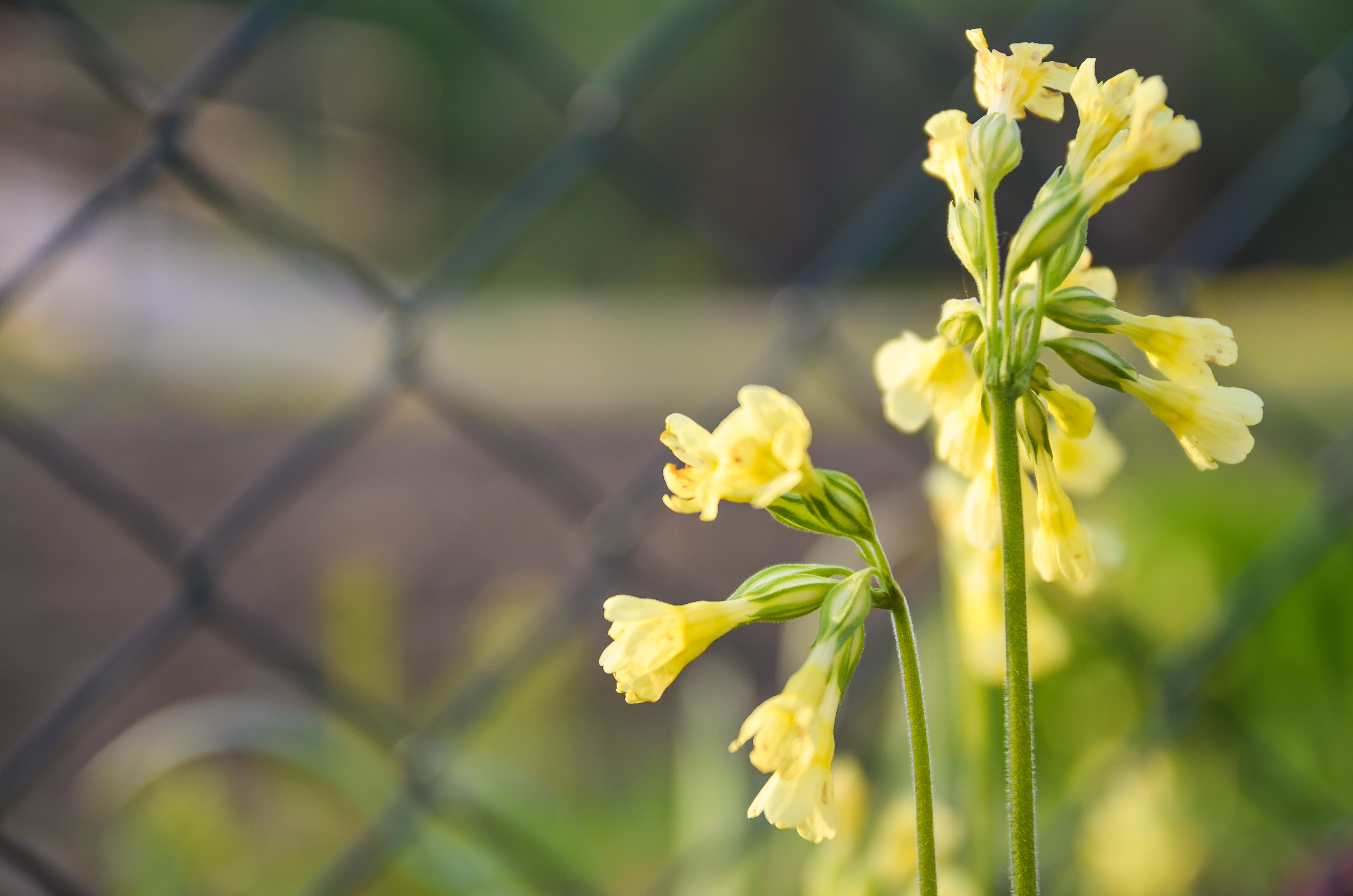 Blurred Yellow Flowers - Moni's Photo