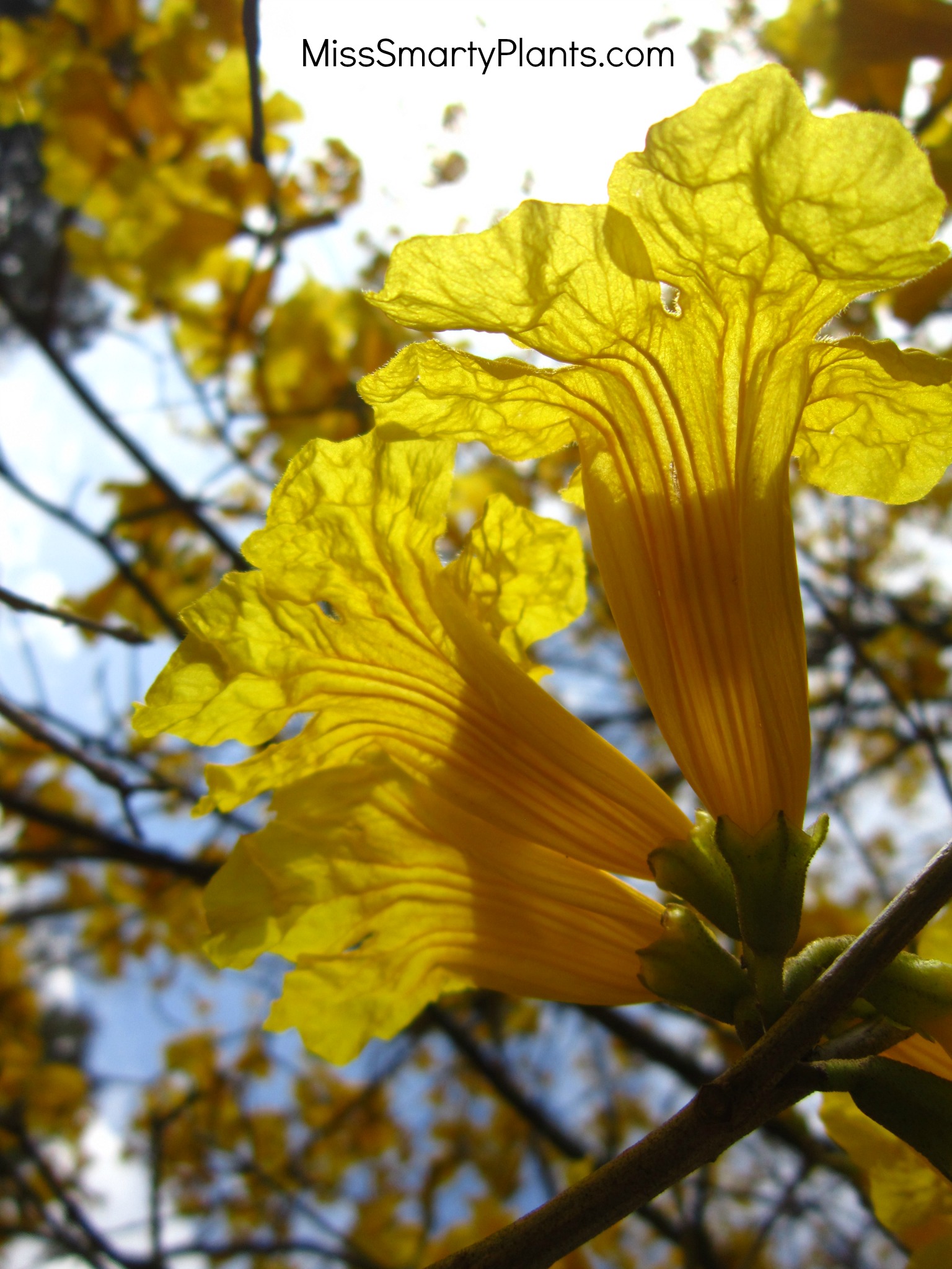 Yellow Flowers? Tabebuia Trees - Miss Smarty Plants