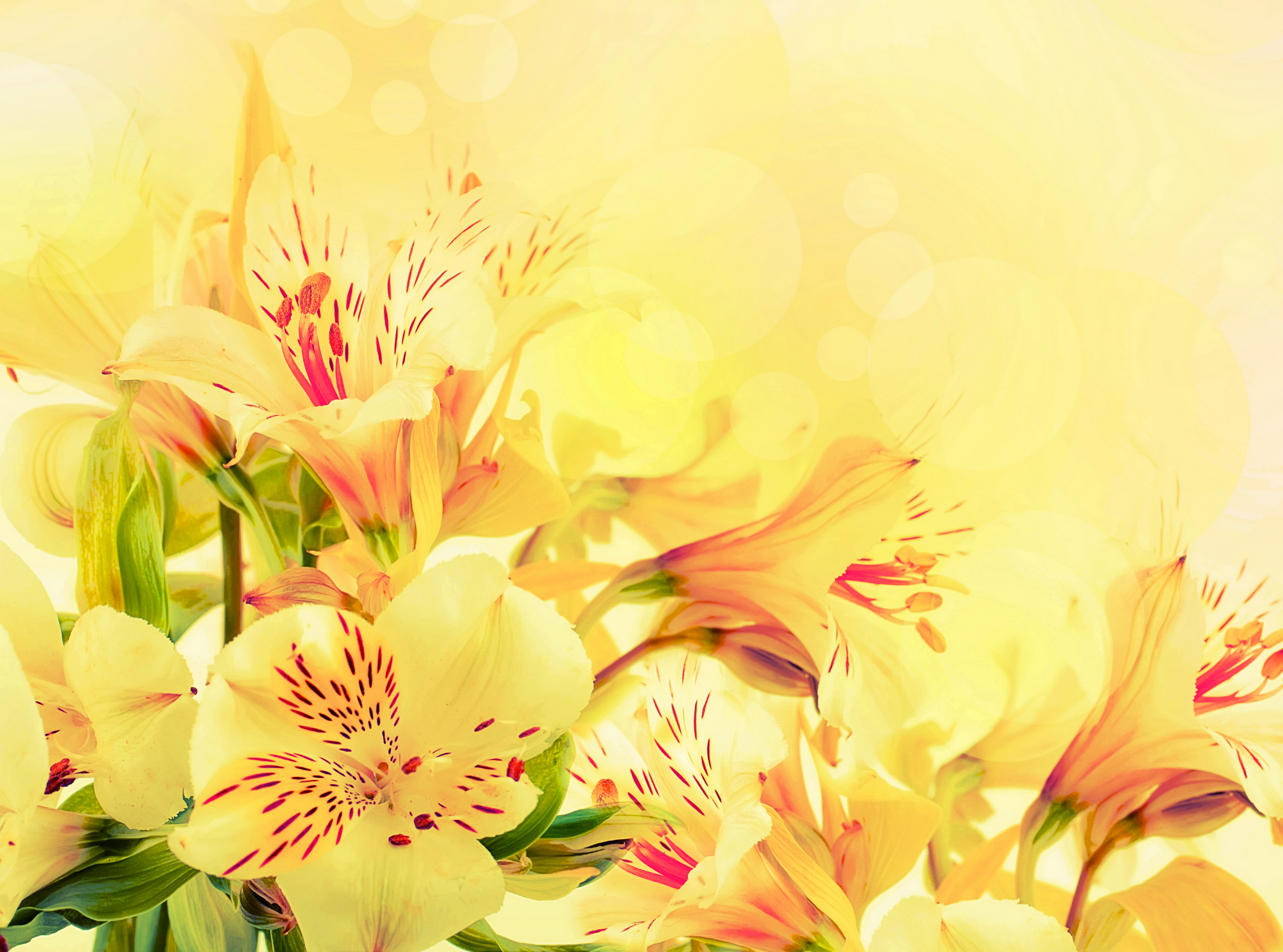 Alstroemeria Yellow Flowers wallpaper | 2628x1951 | 78549 | WallpaperUP