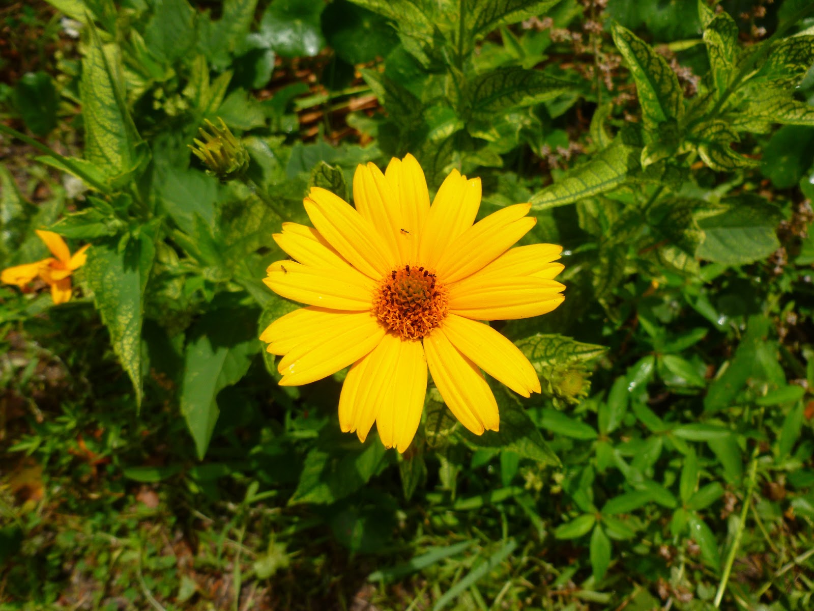 Ocracoke Island Journal: Yellow Flowers