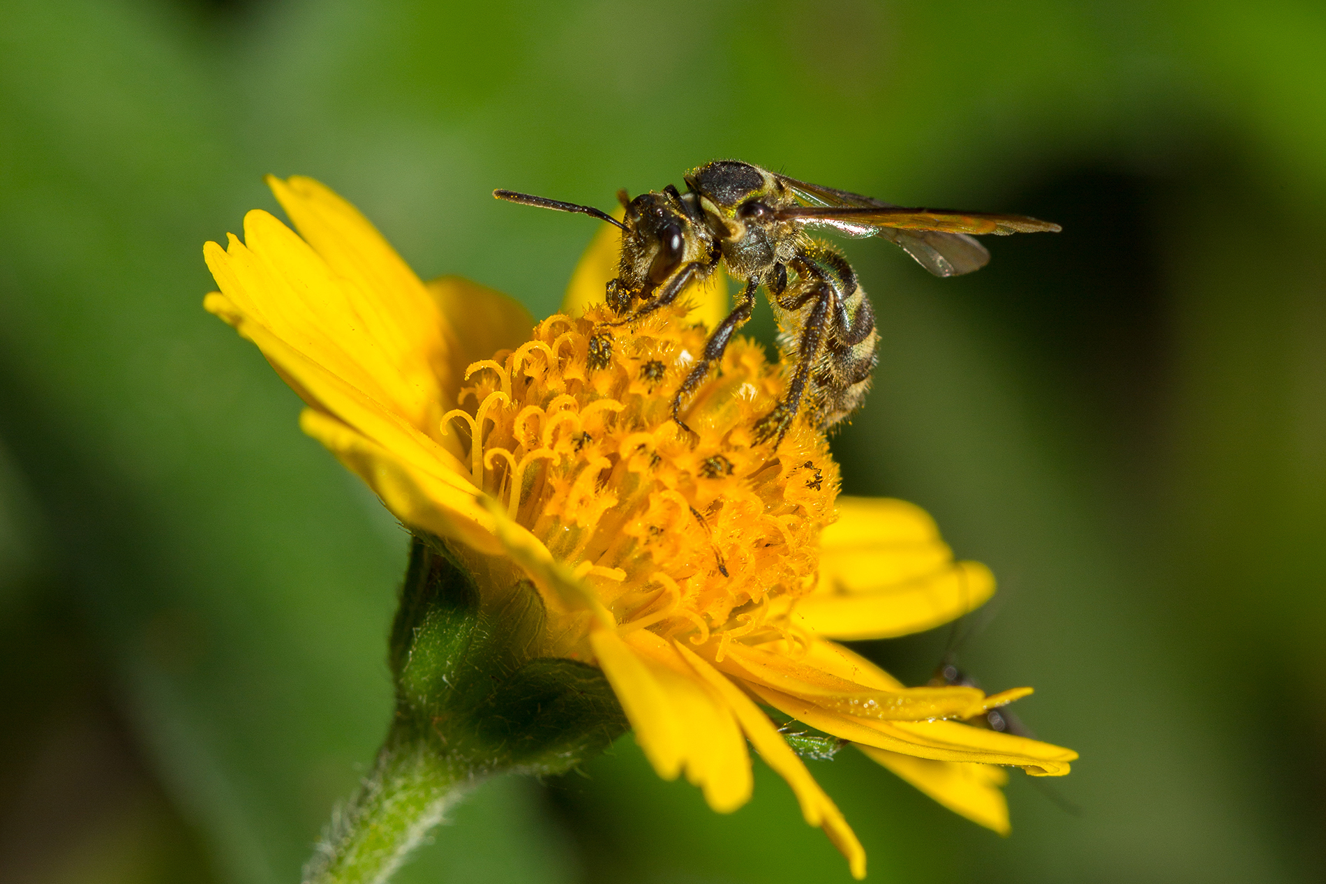 Yellow flowers on honey bees 53368 - Flowers photo - Flowers