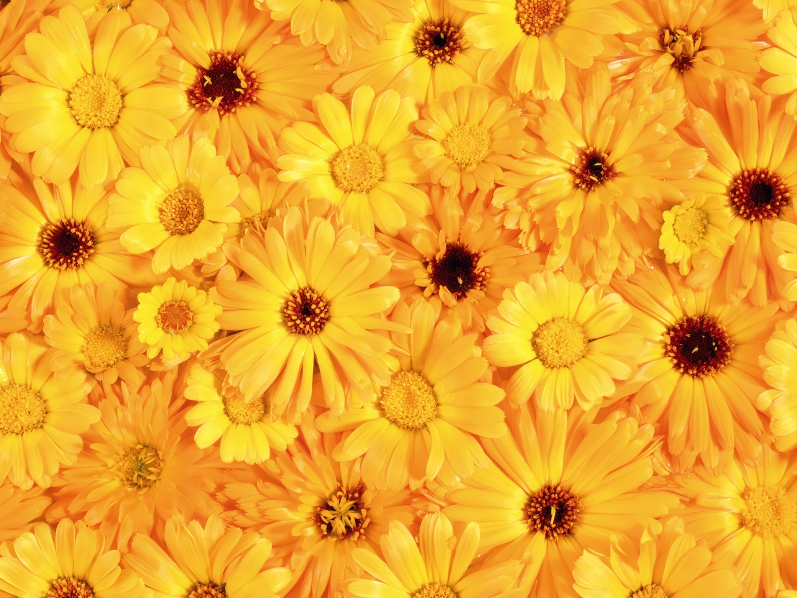 Beautiful Yellow Flowers Wallpaper High Quality > Yodobi