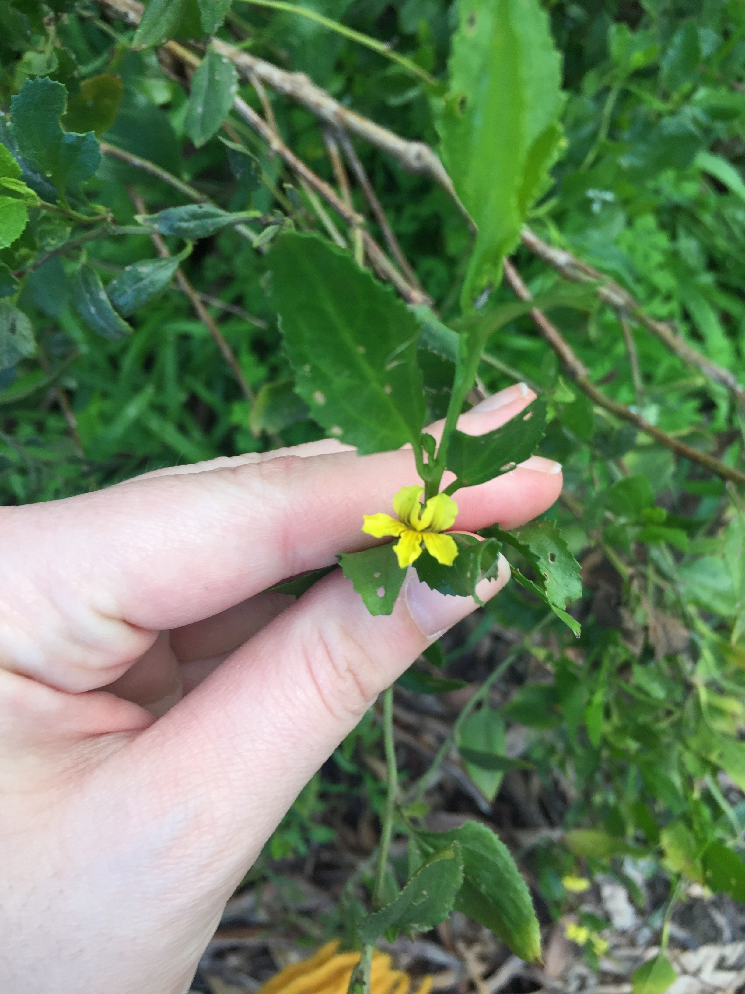 Little yellow flowers - Ask an Expert