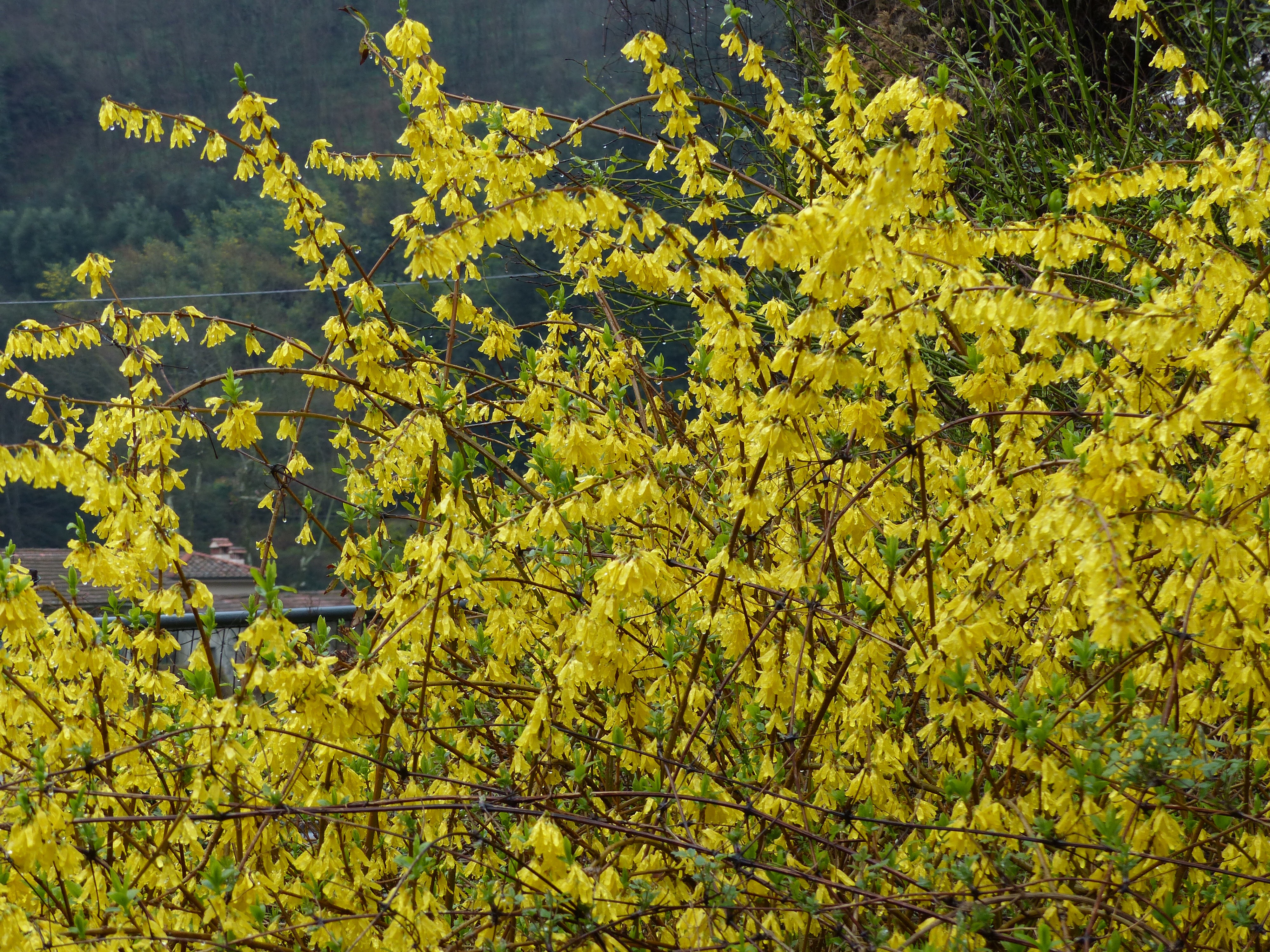 Yellow flowers | Bella Bagni di Lucca