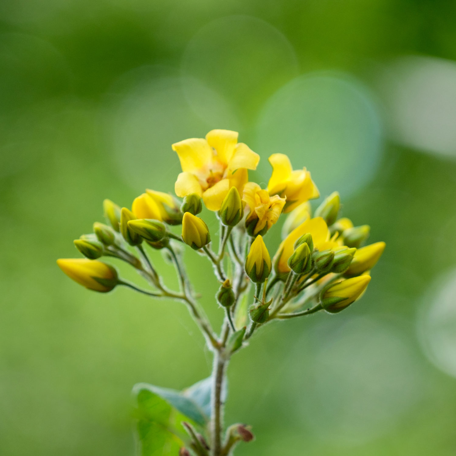 Yellow flowers – Photographs by Roy Tanck