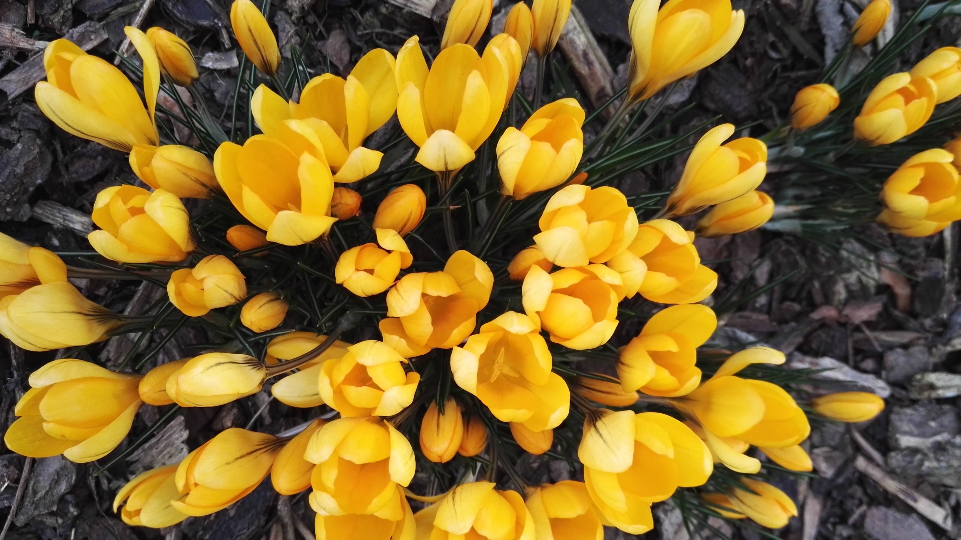 Free picture: tulips, yellow, flowers, beautiful, bloom, blooming ...