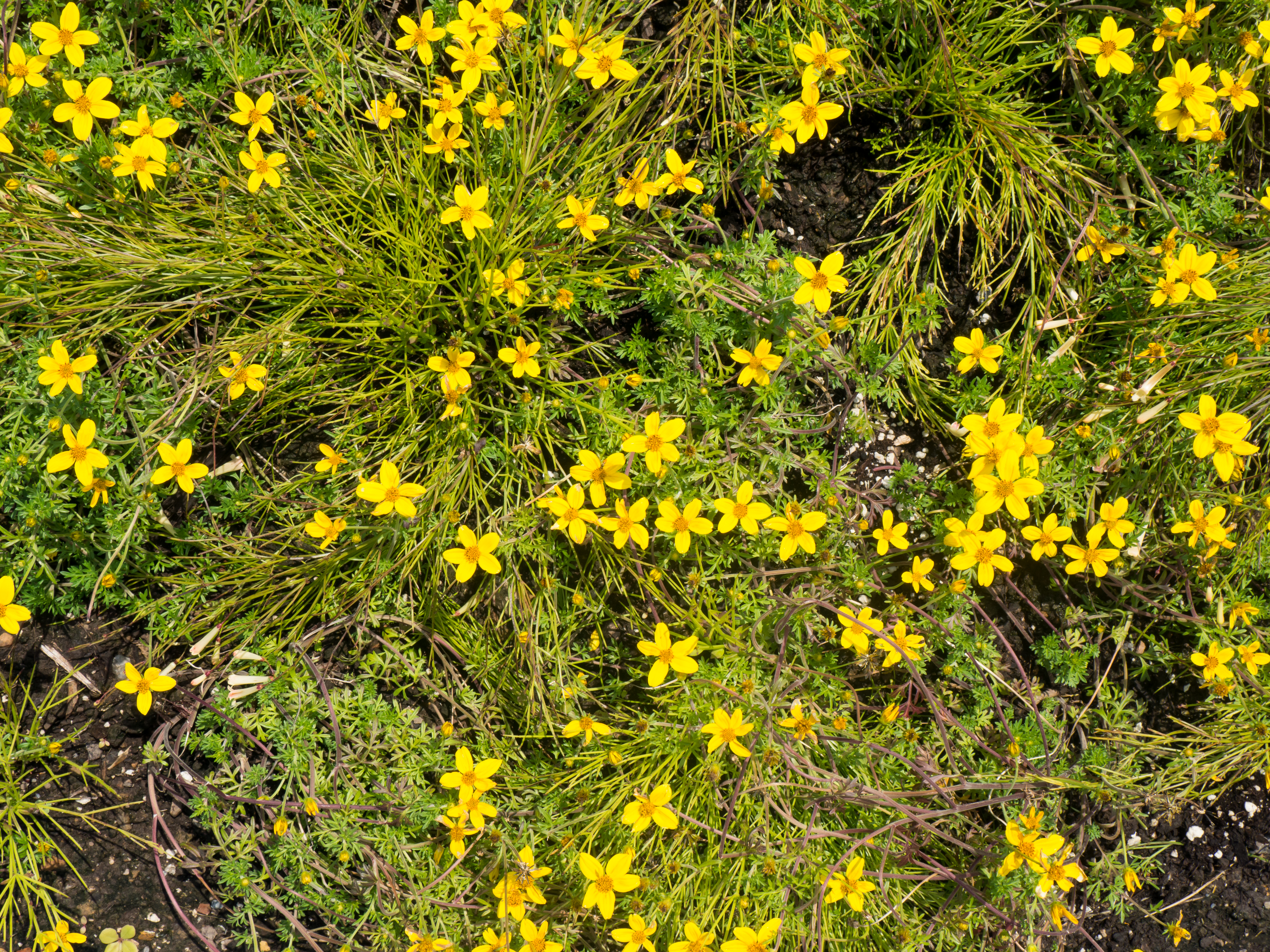 Small Yellow Flowers – MMT