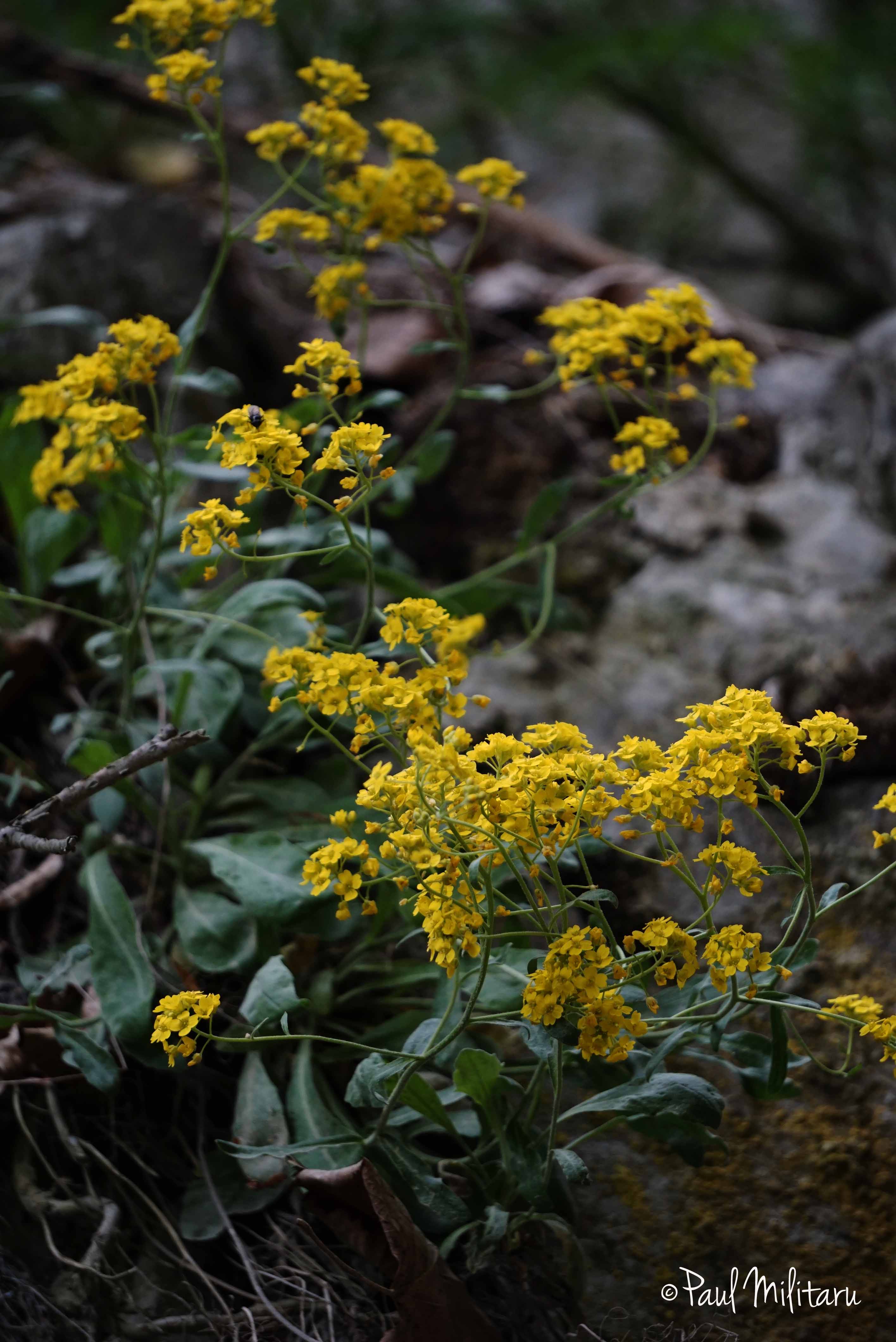 mountain yellow flowers | Paul Militaru