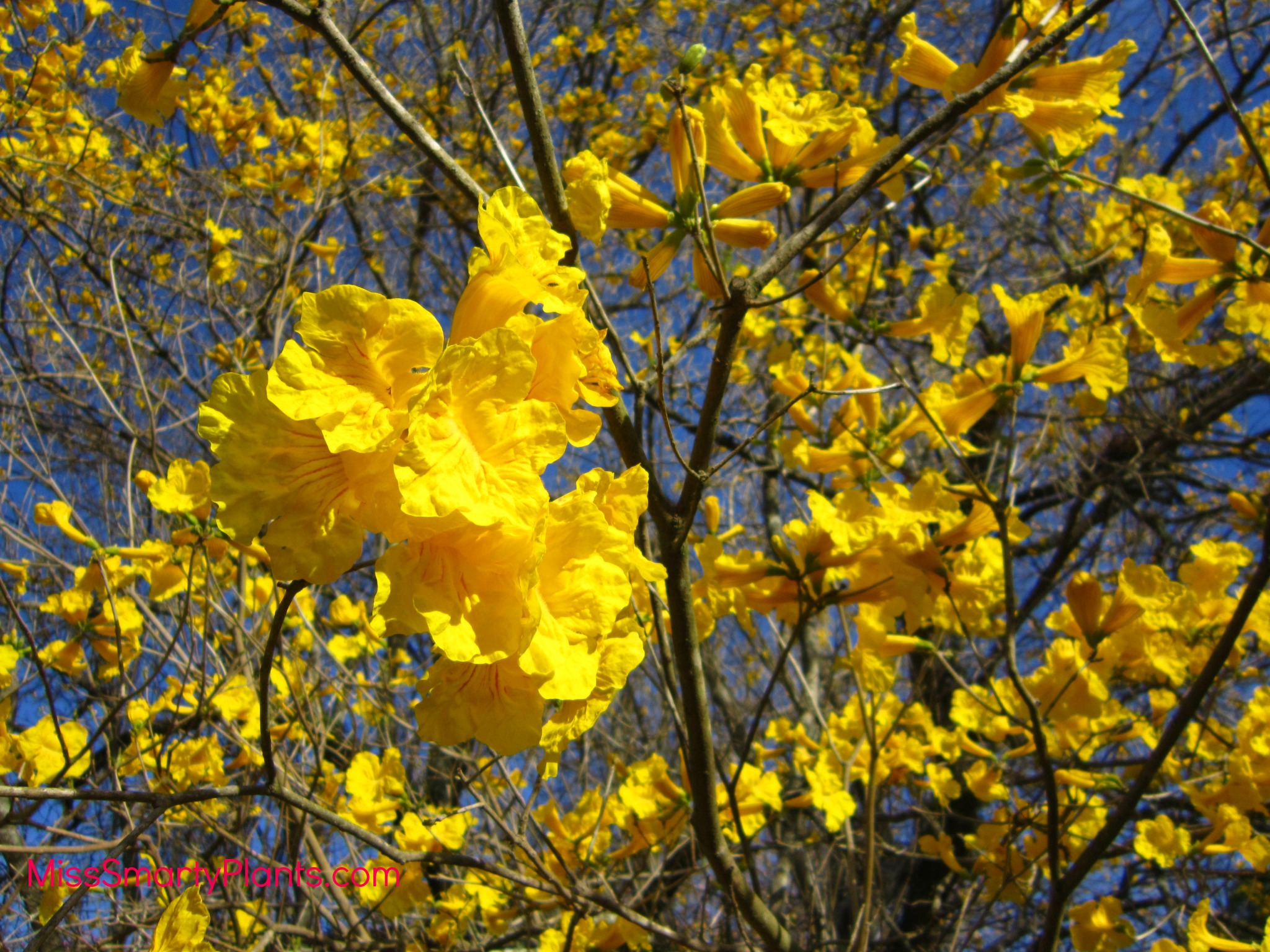 Yellow Flowers? Tabebuia Trees - Miss Smarty Plants