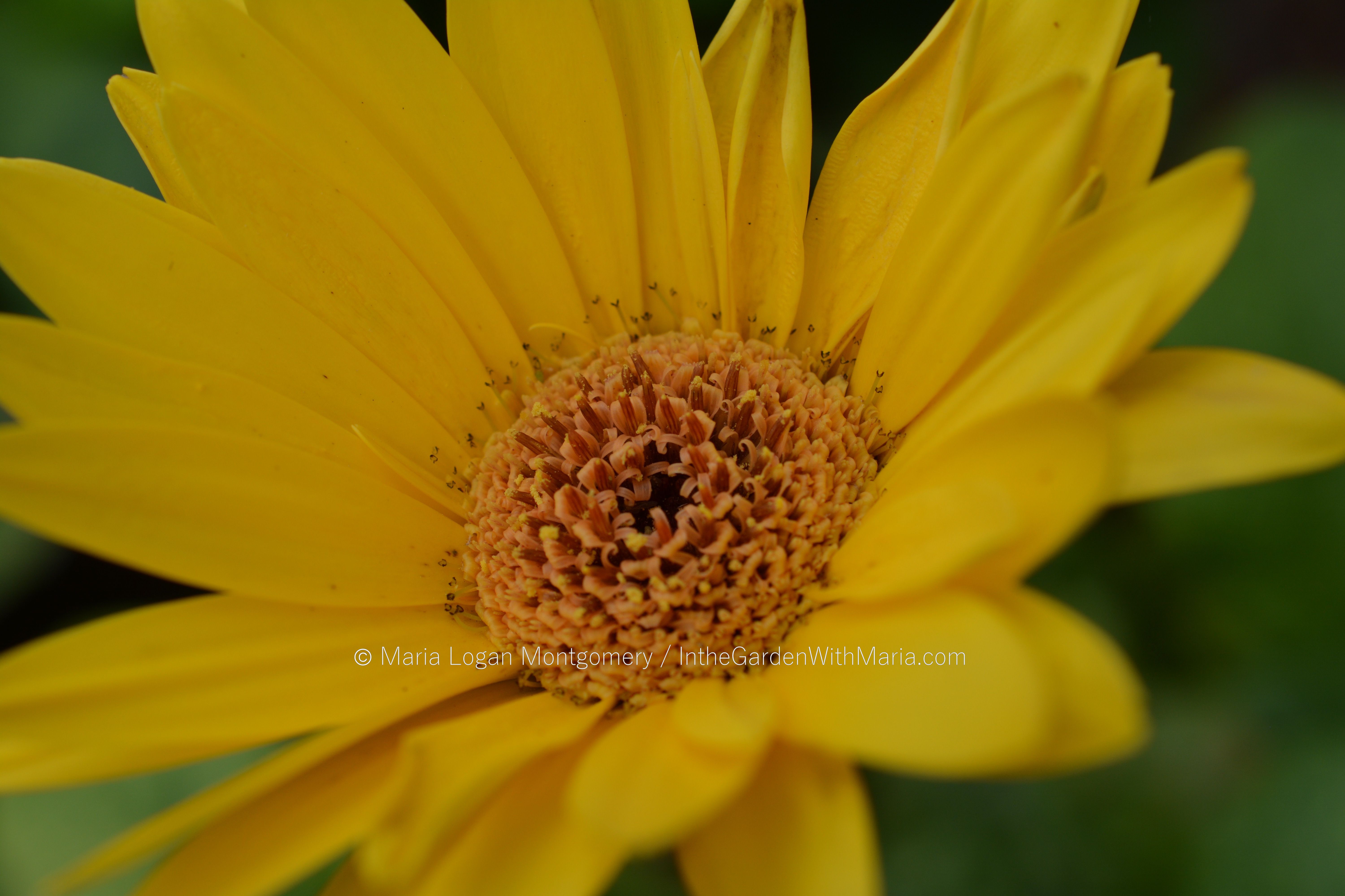 yellow flowers | In the Garden with Maria