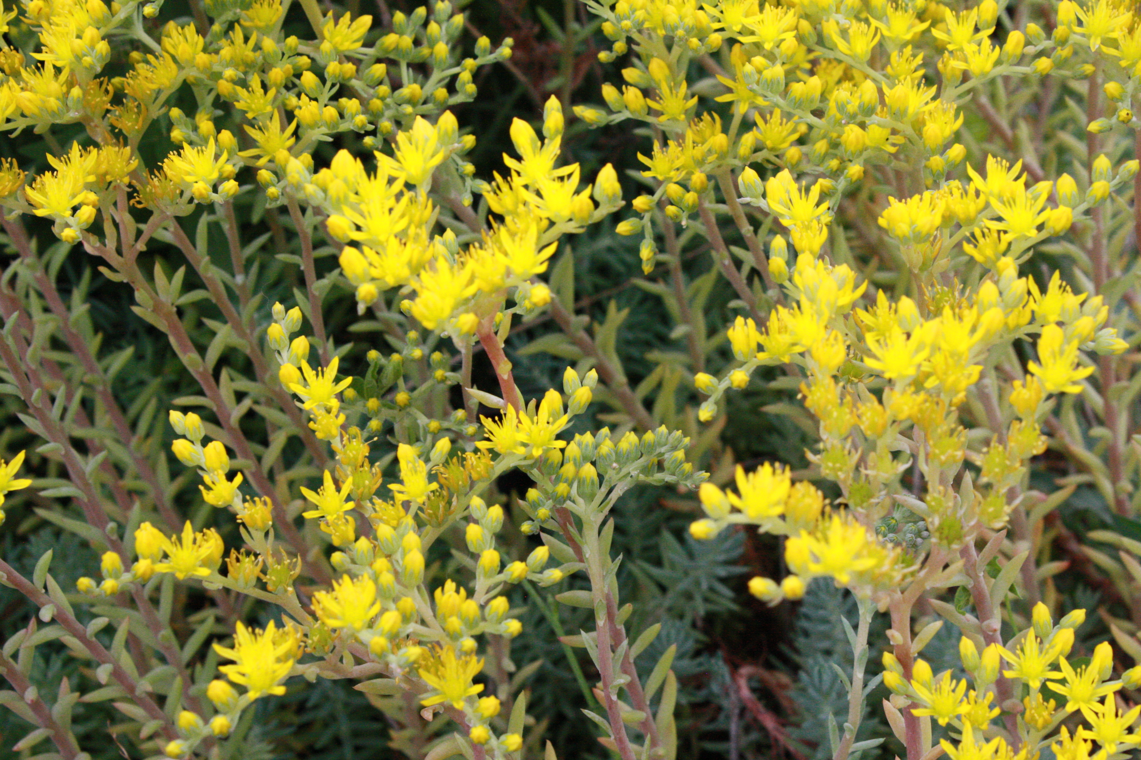 Yellow Flowers on Silver Stone Sedum Picture | Free Photograph ...