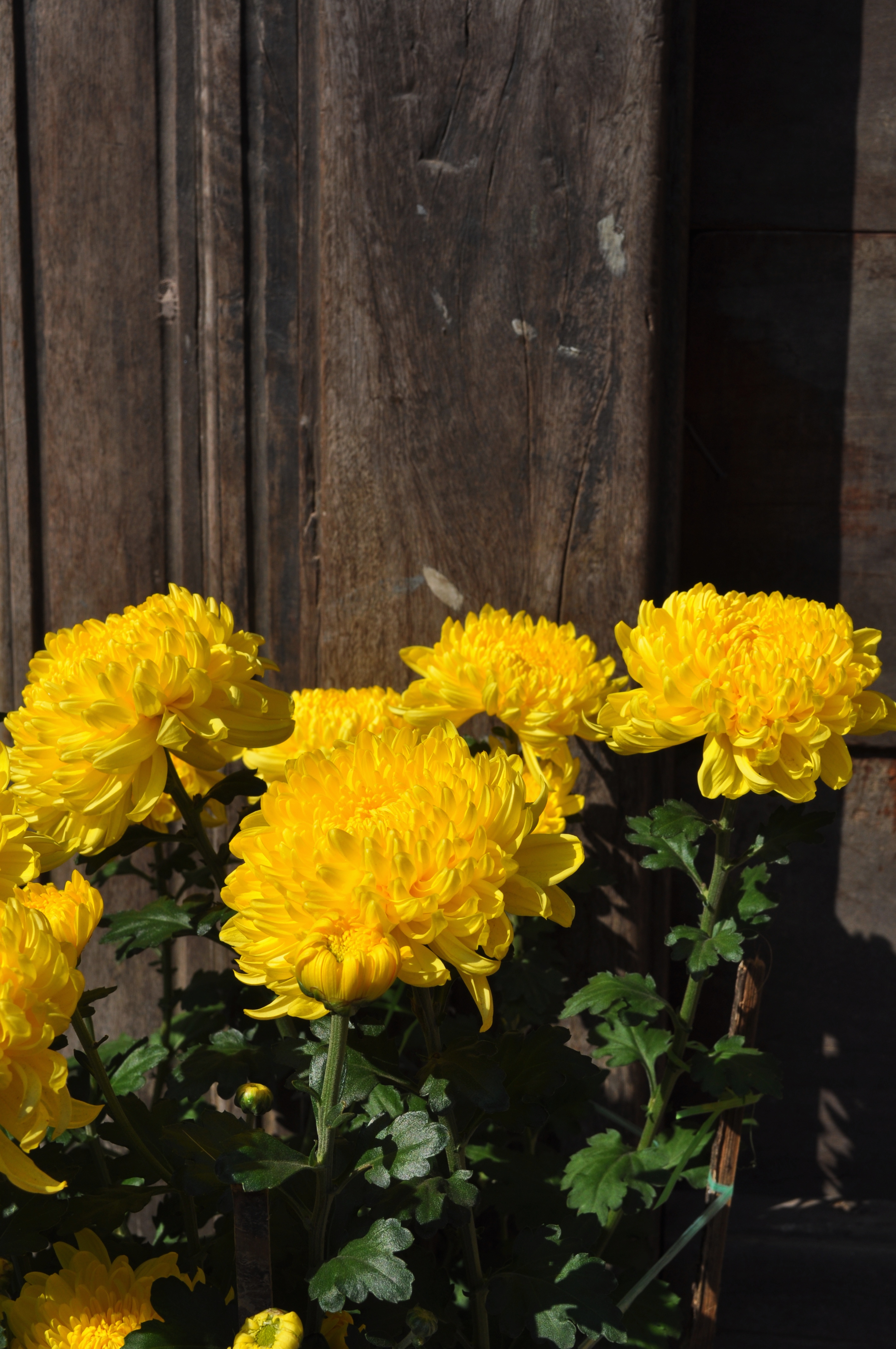 Yellow Flowers, Chrysanthemum, Con2011, Door, Flowers, HQ Photo