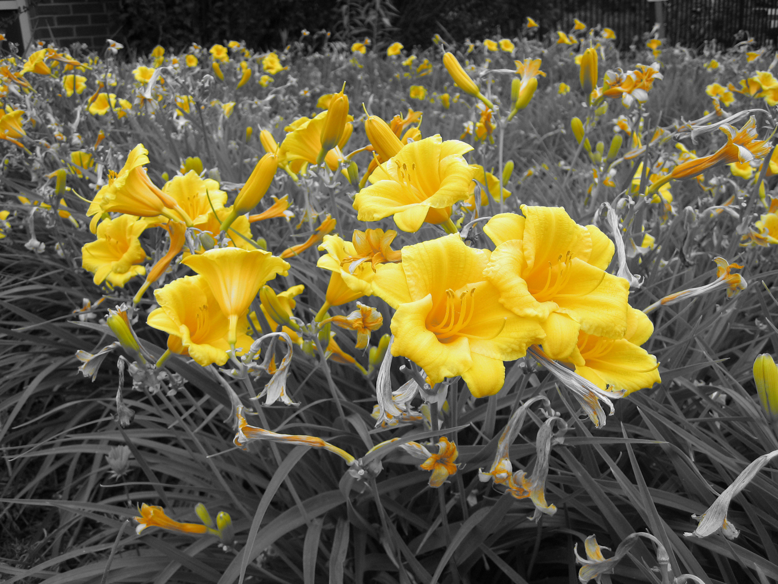 Yellow flowers on black and white backgr photo