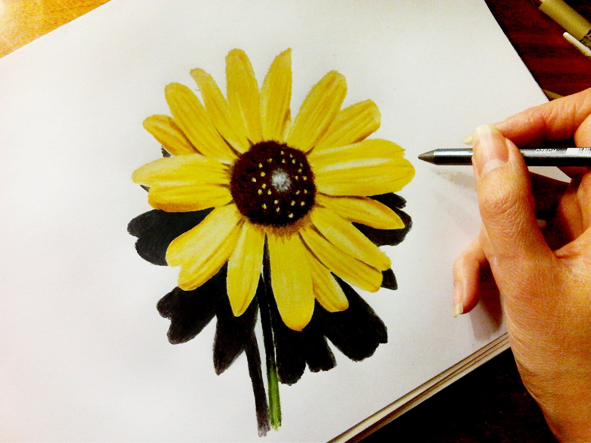 Time Lapse Drawing of Flower: Sunflower - YouTube