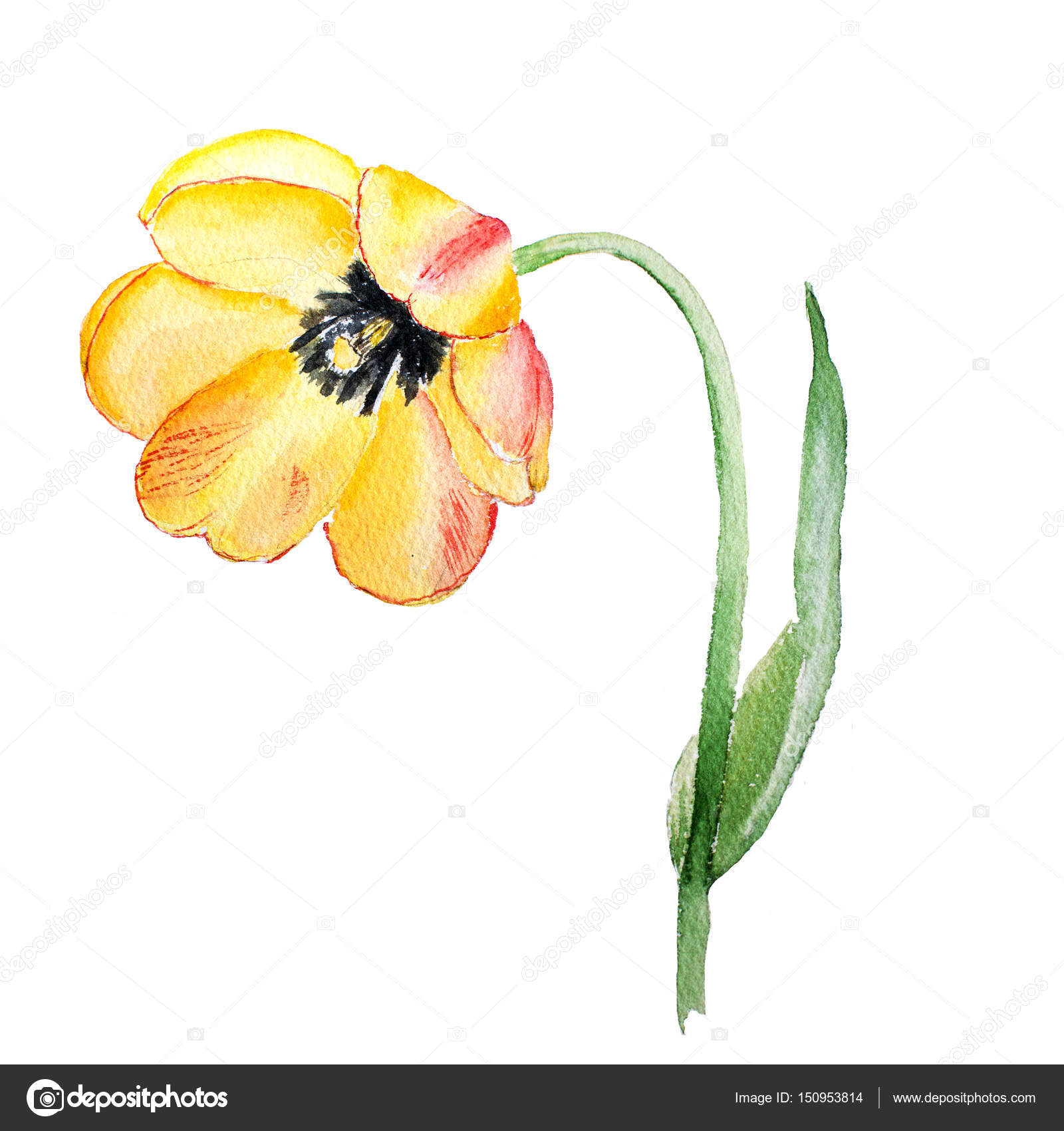 Botanical watercolor illustration sketch of yellow red tulip flower ...