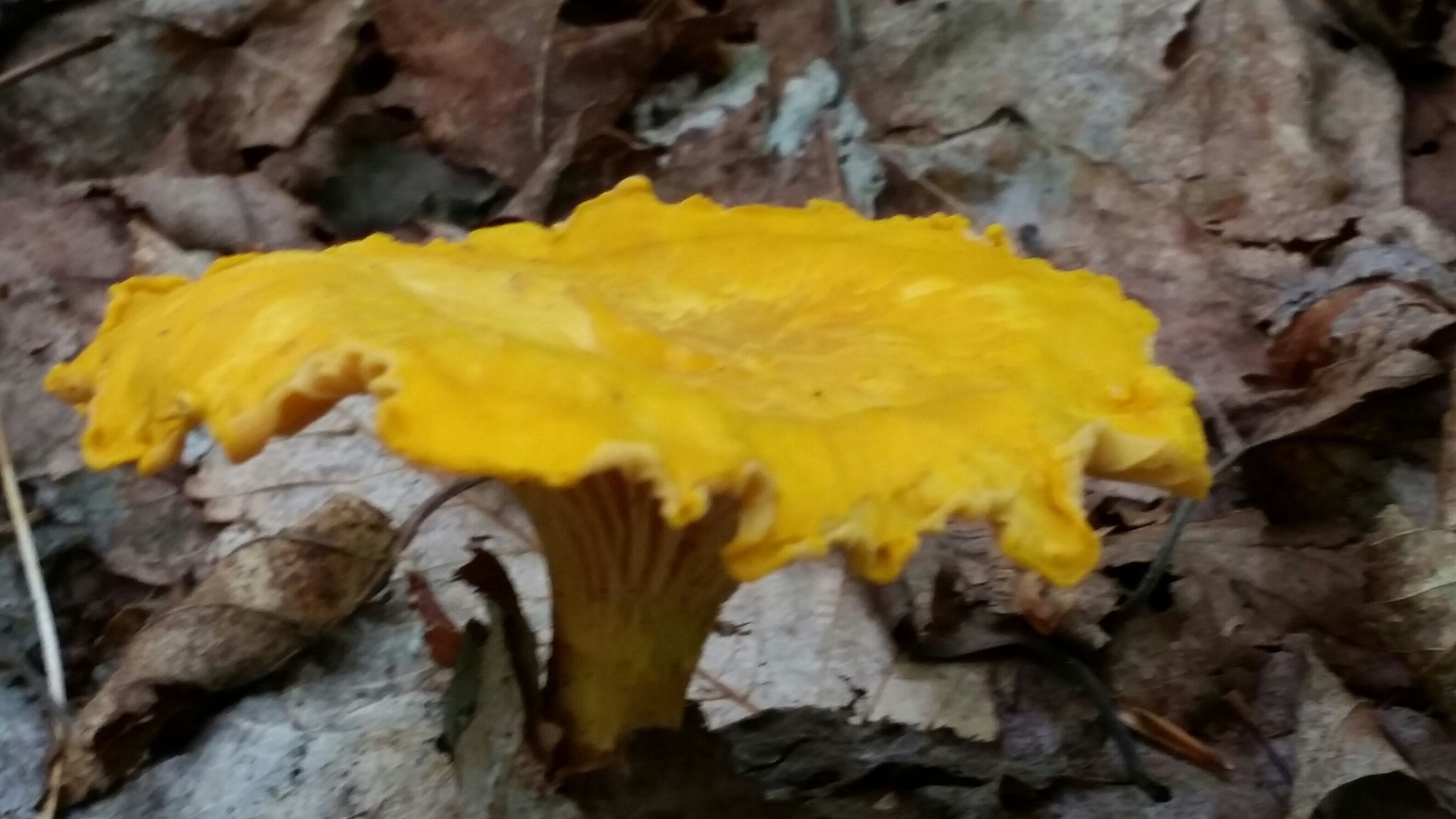 Yellow forest mushroom. | Mushroom Magic | Pinterest | Mushrooms