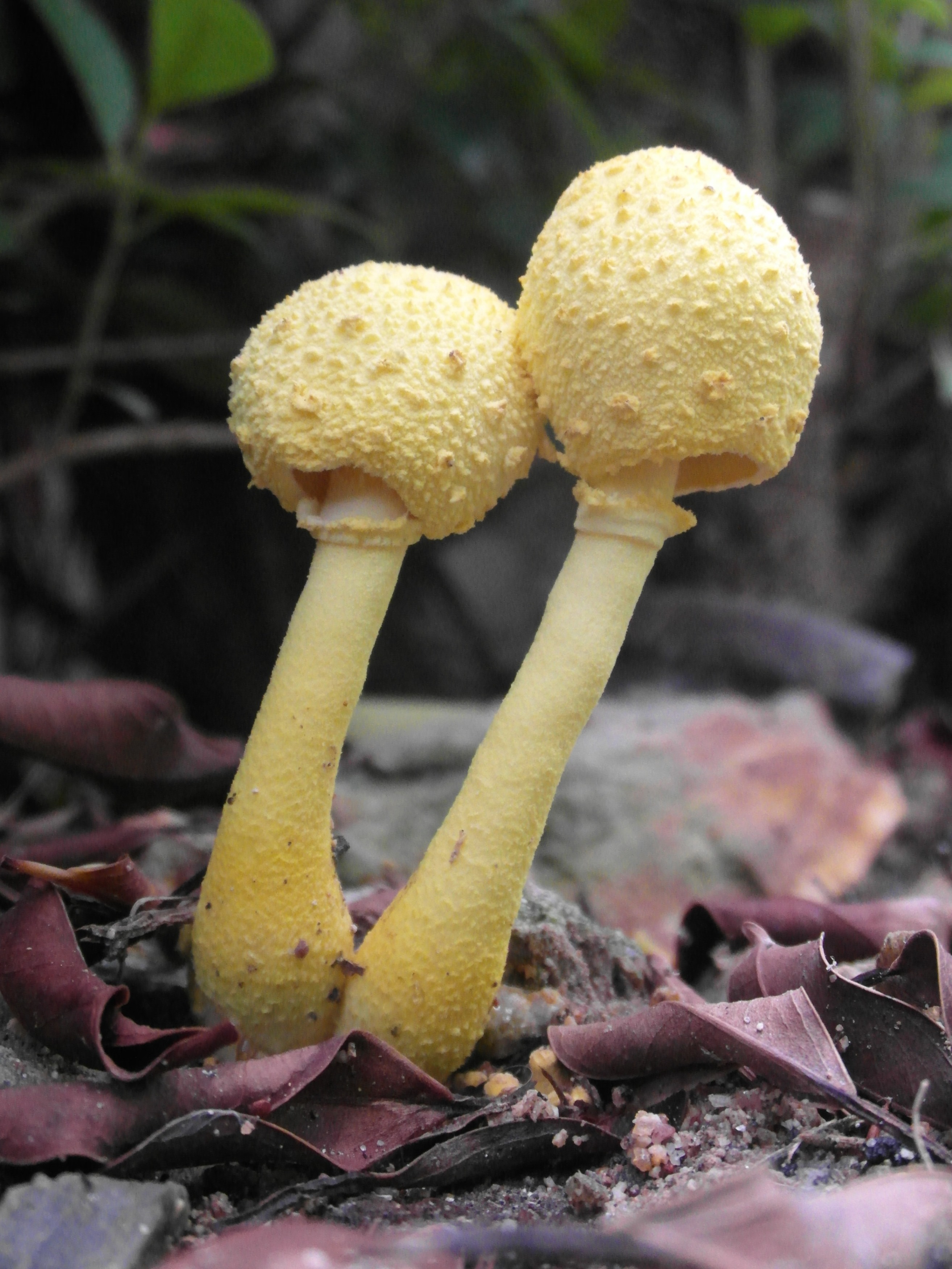 Yellow Forest Mushrooms, Appetizing, Fungus, Wild, Poisonous, HQ Photo