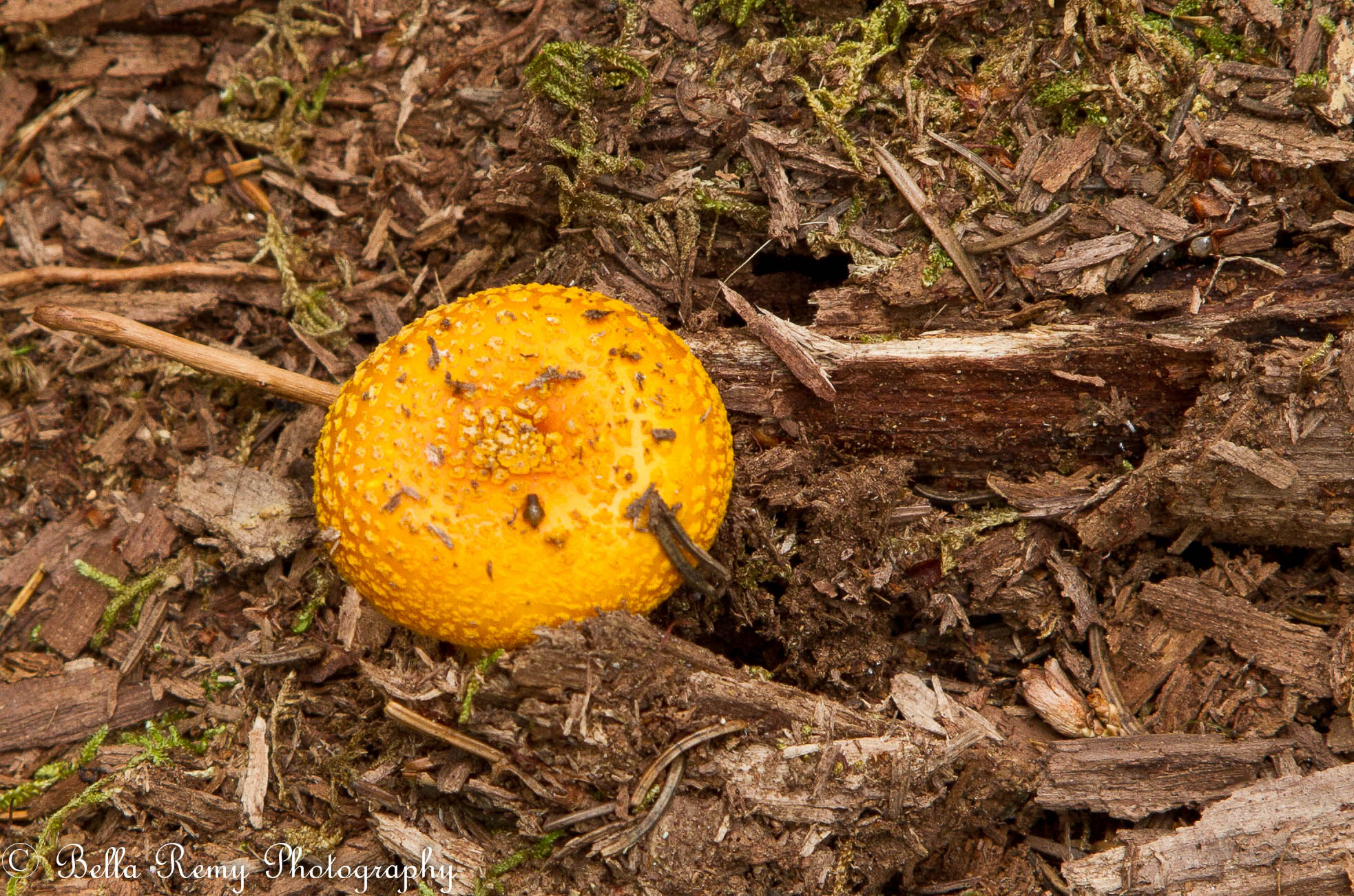 Mellow Yellow Acadia | Emily Carter Mitchell ~ Nature & Wildlife ...