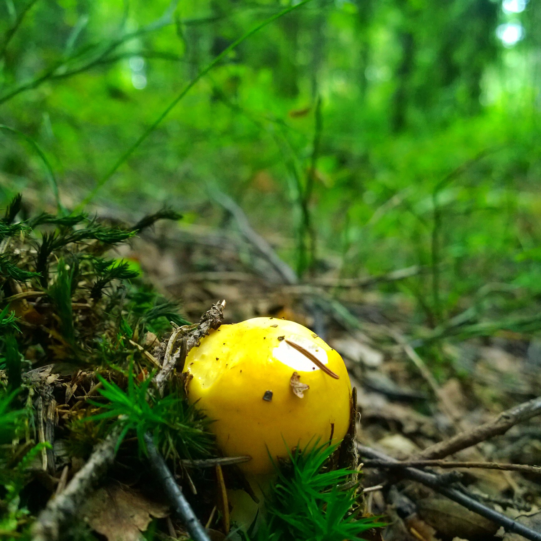 Hello, Yellow! | Lumottu Metsä