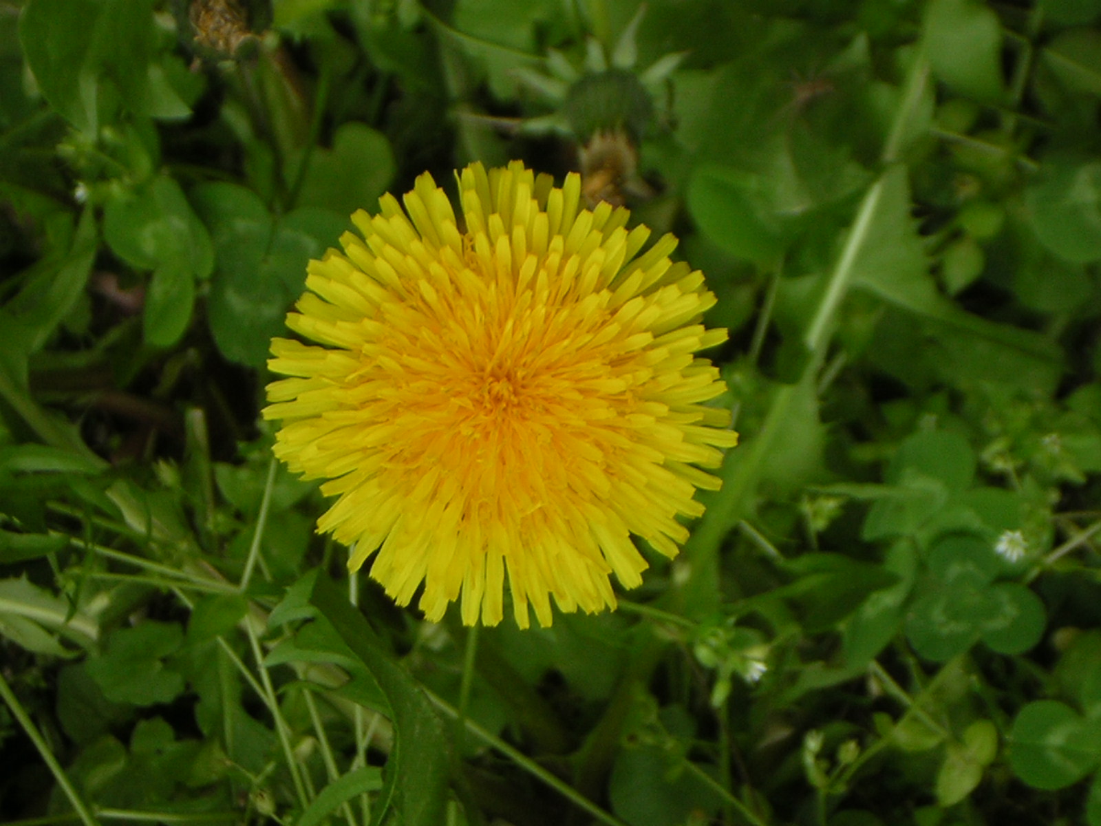 File:Yellow flower in my garden.JPG - Wikimedia Commons