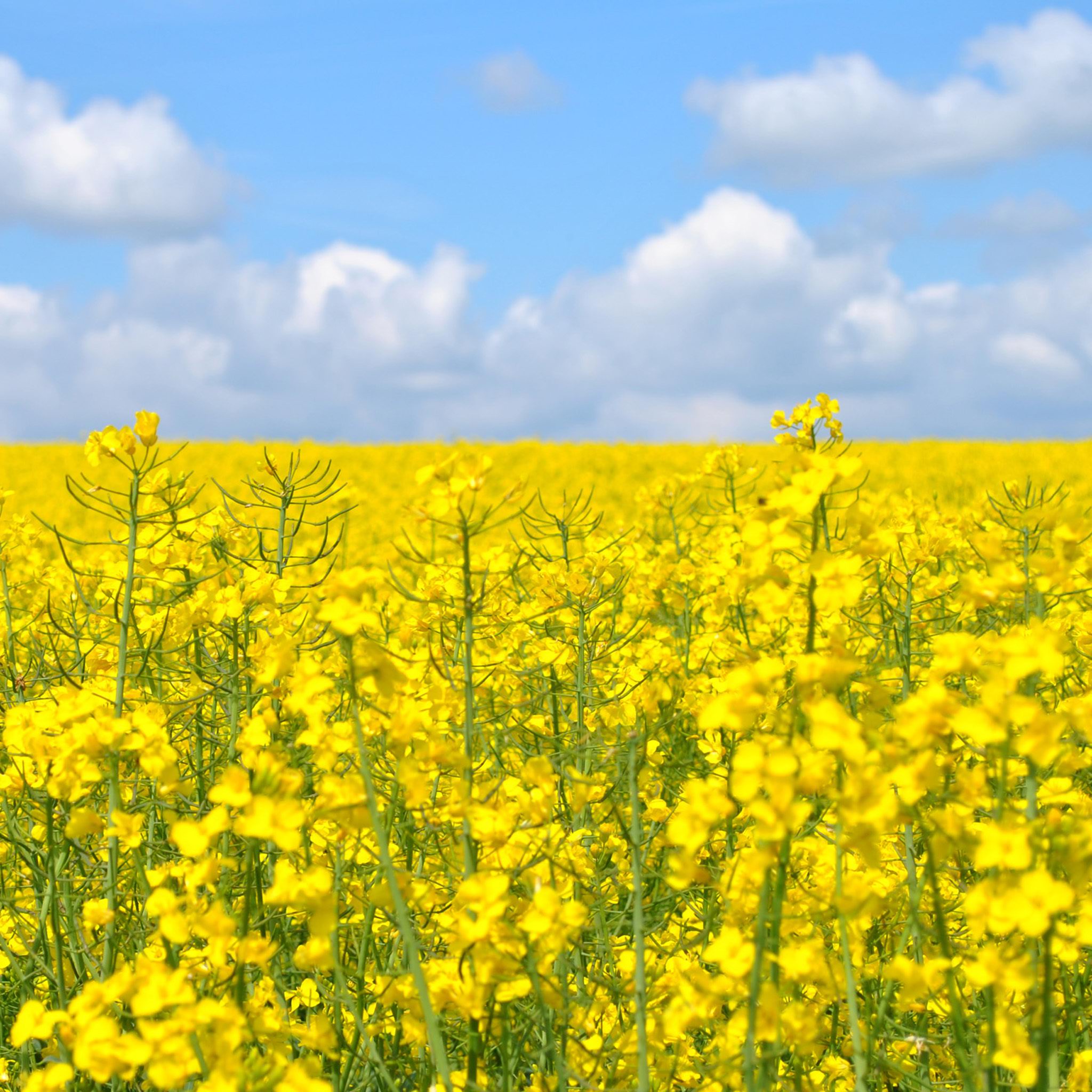 Download Flower Garden Fields Spring in Yellow 2048 x 2048 ...