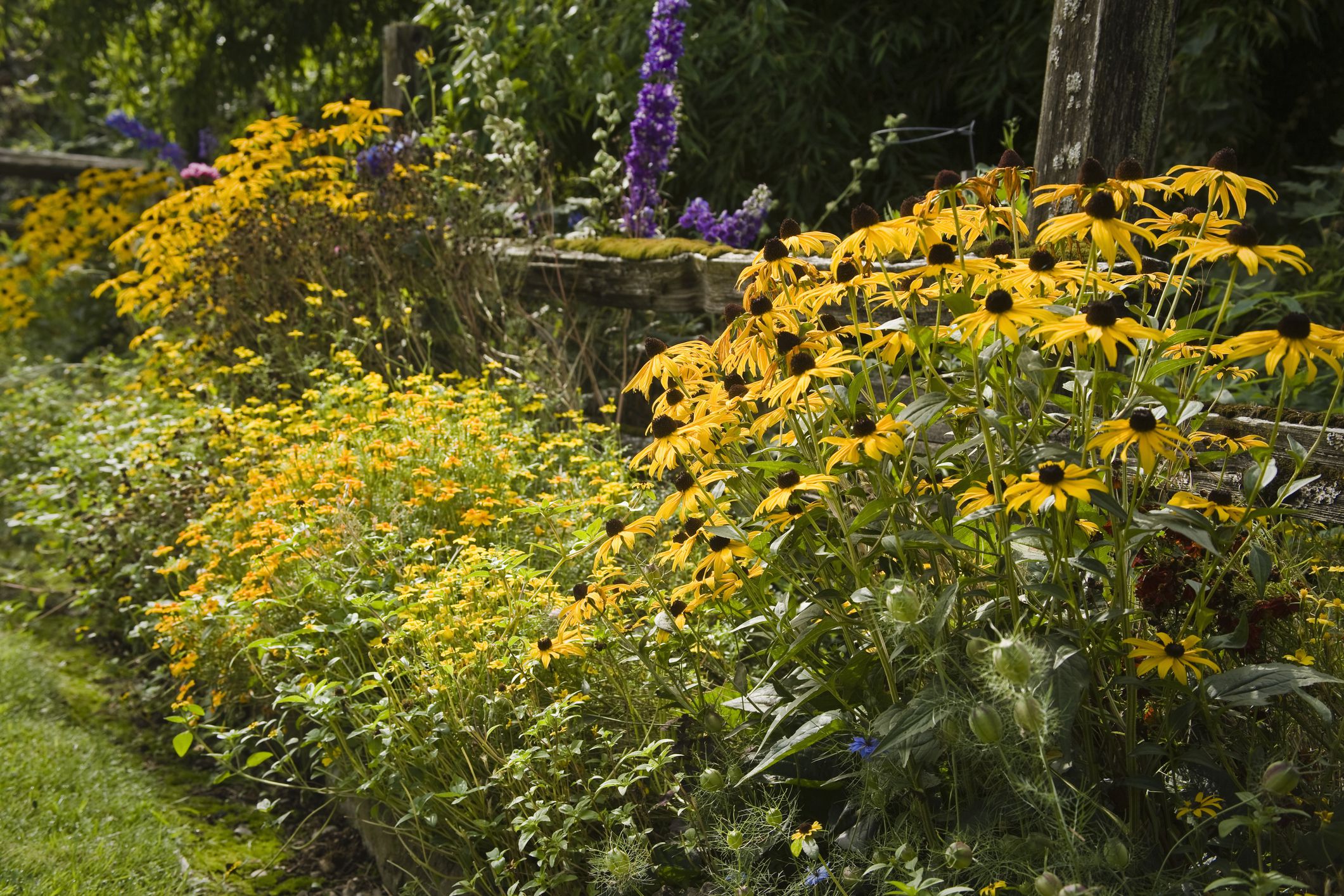 14 Cheerful Yellow Garden Flowers
