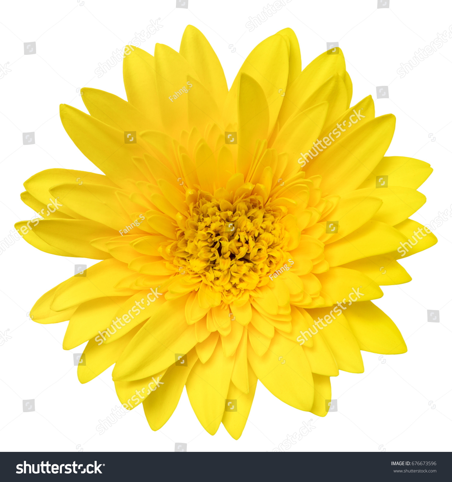 Top View Yellow Gerbera Flower Isolated Stock Photo 676673596 ...