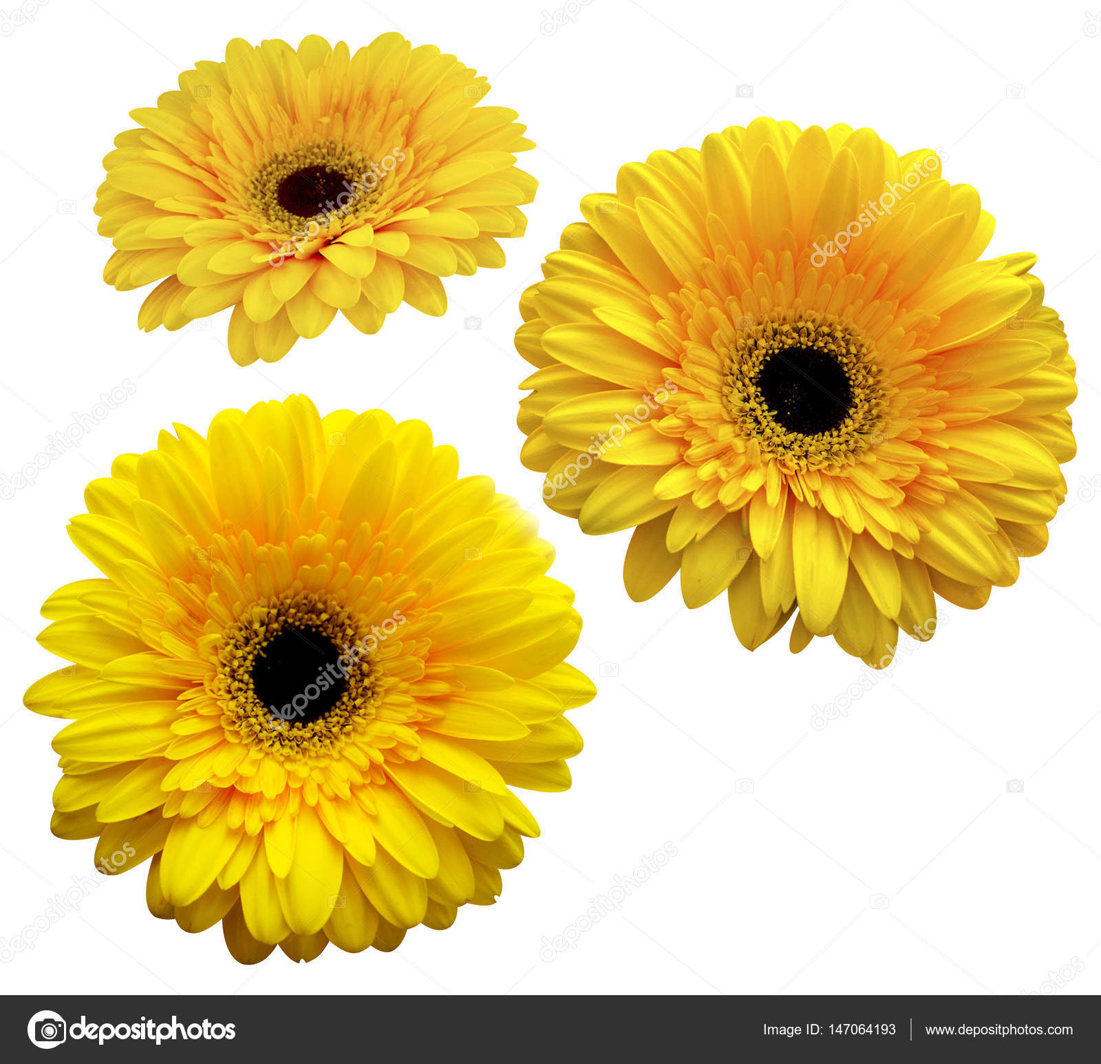 gerbera. bouquet of flowers. yellow gerbera isolated on white ba ...