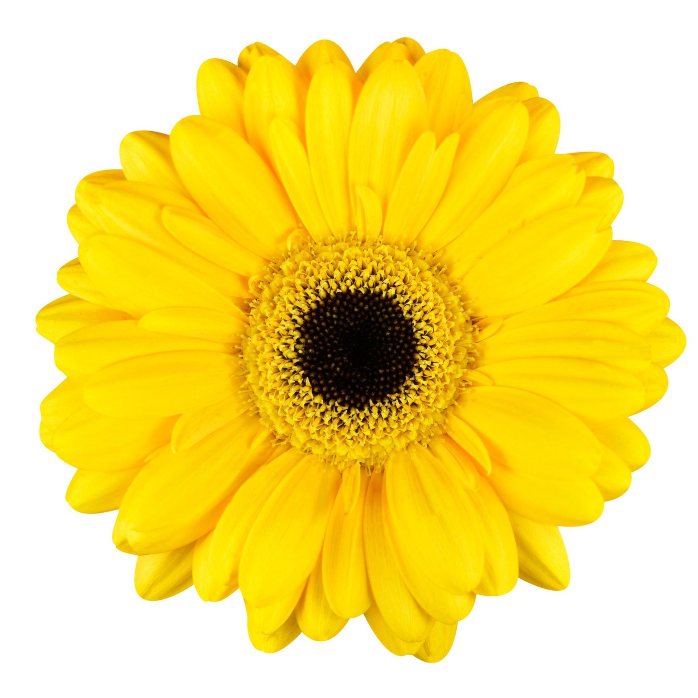 Yellow Gerbera Daisy – FloralSection.com