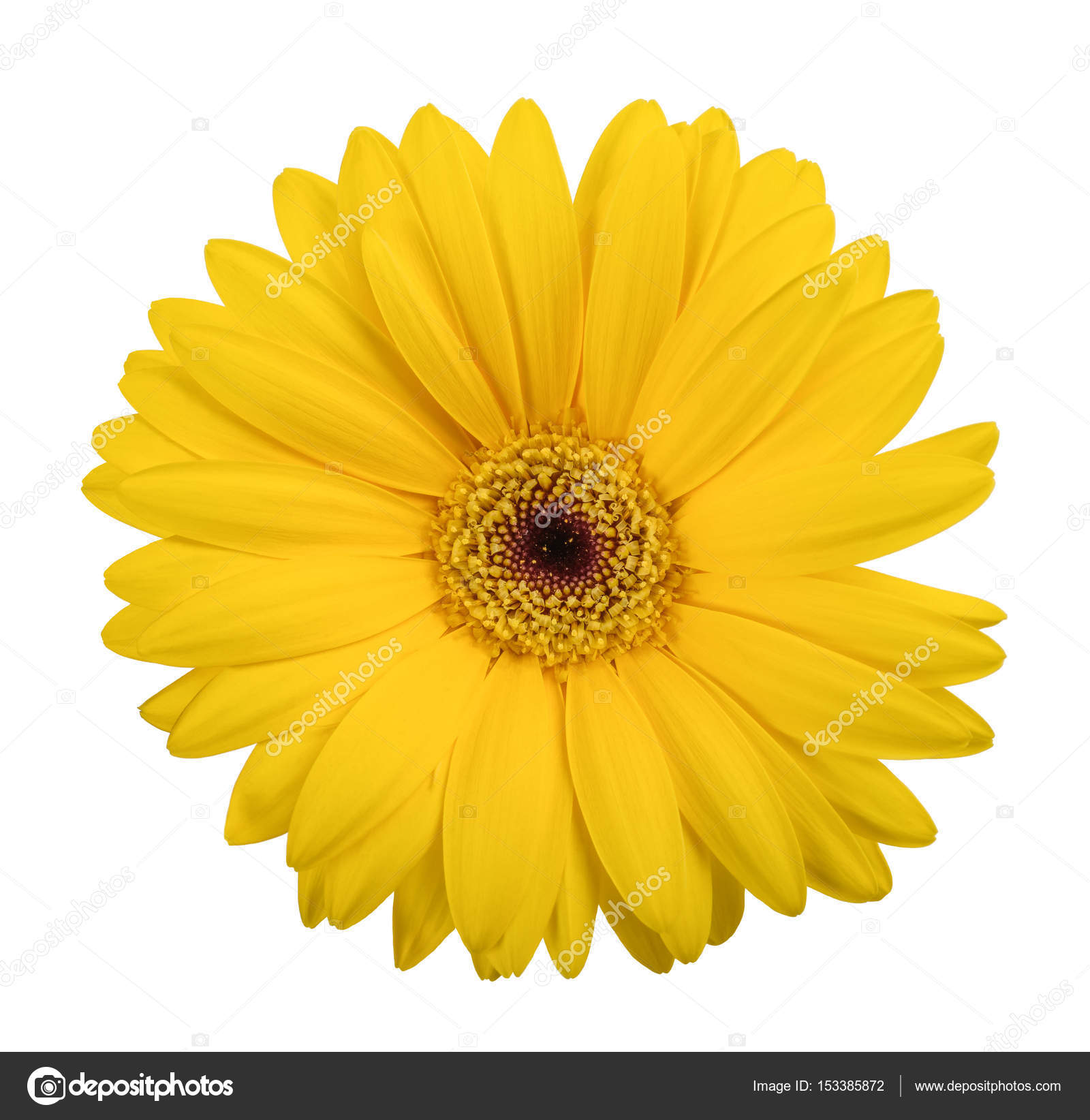 Yellow gerbera daisy — Stock Photo © scis65 #153385872
