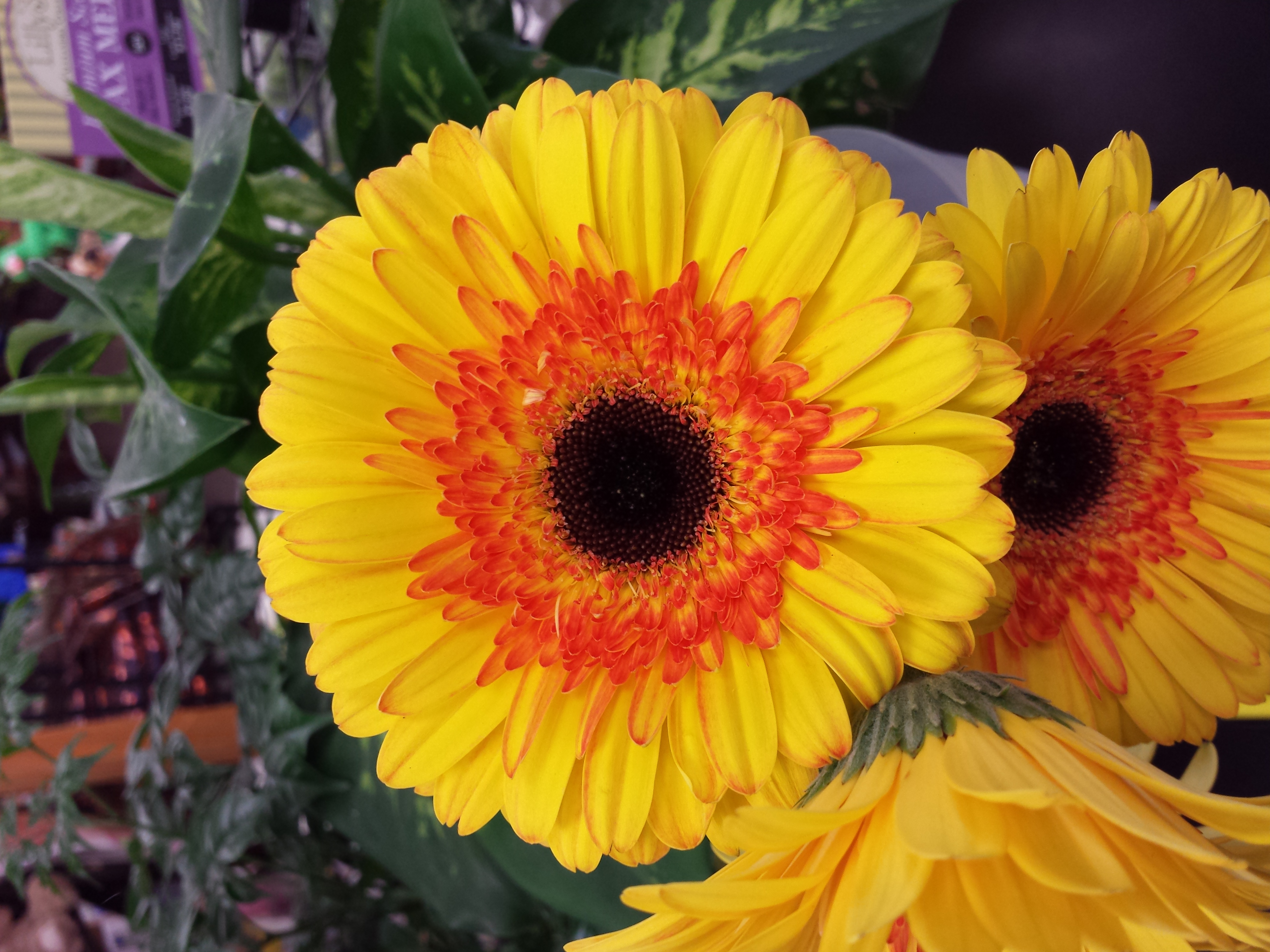 Gerbera Daisy - Sunglow Flowers