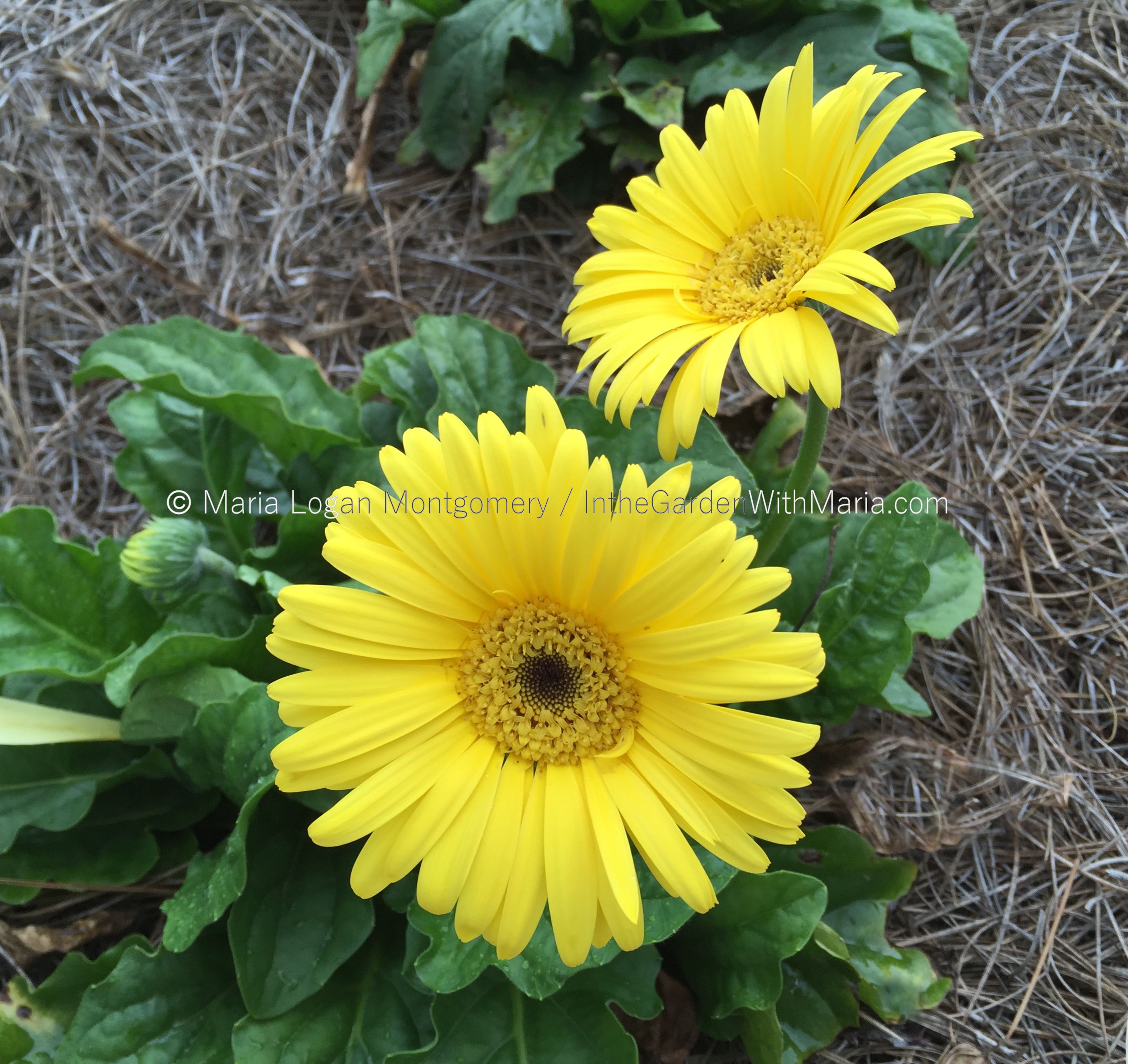 gerbera daisies | In the Garden with Maria