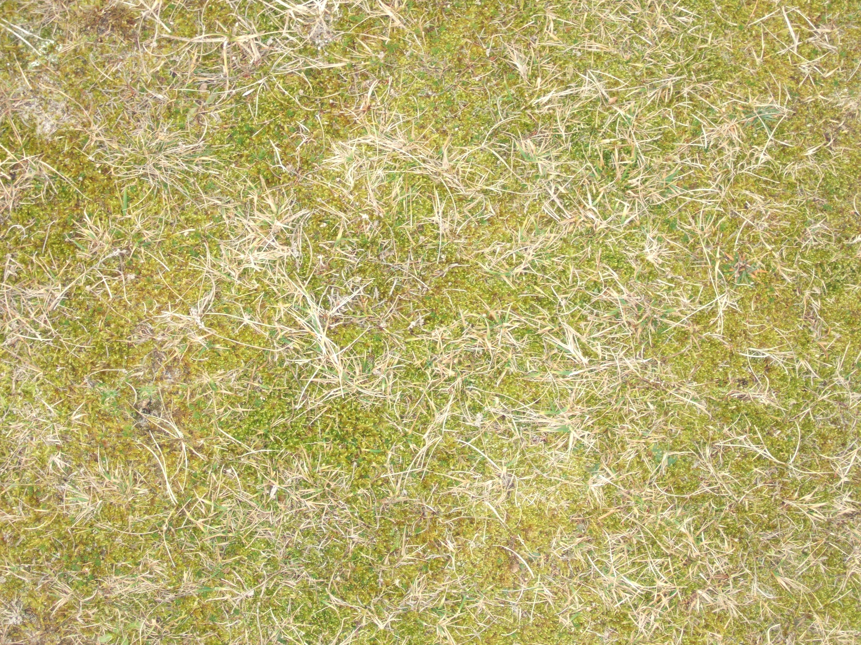 Image*After : textures : tabus grass texture grounds pineneedles needles