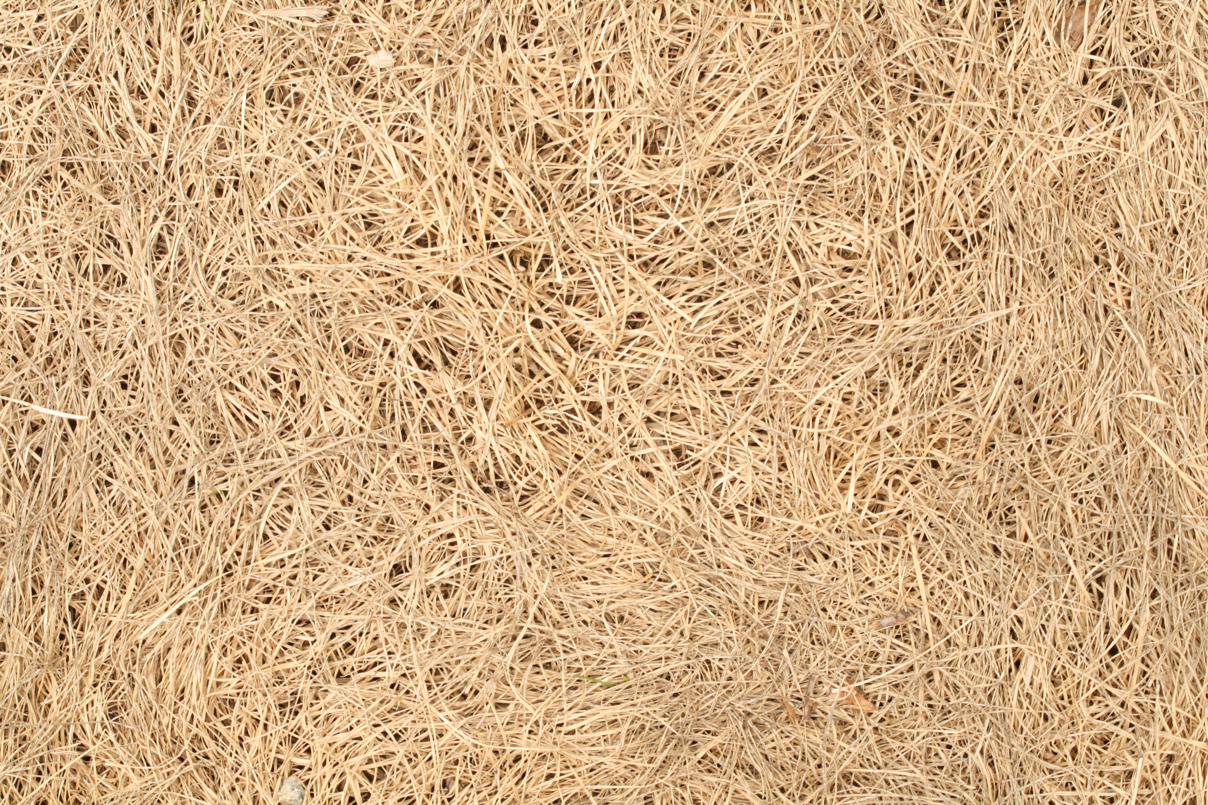 Hay and Thatch Textures | Texturemate.com